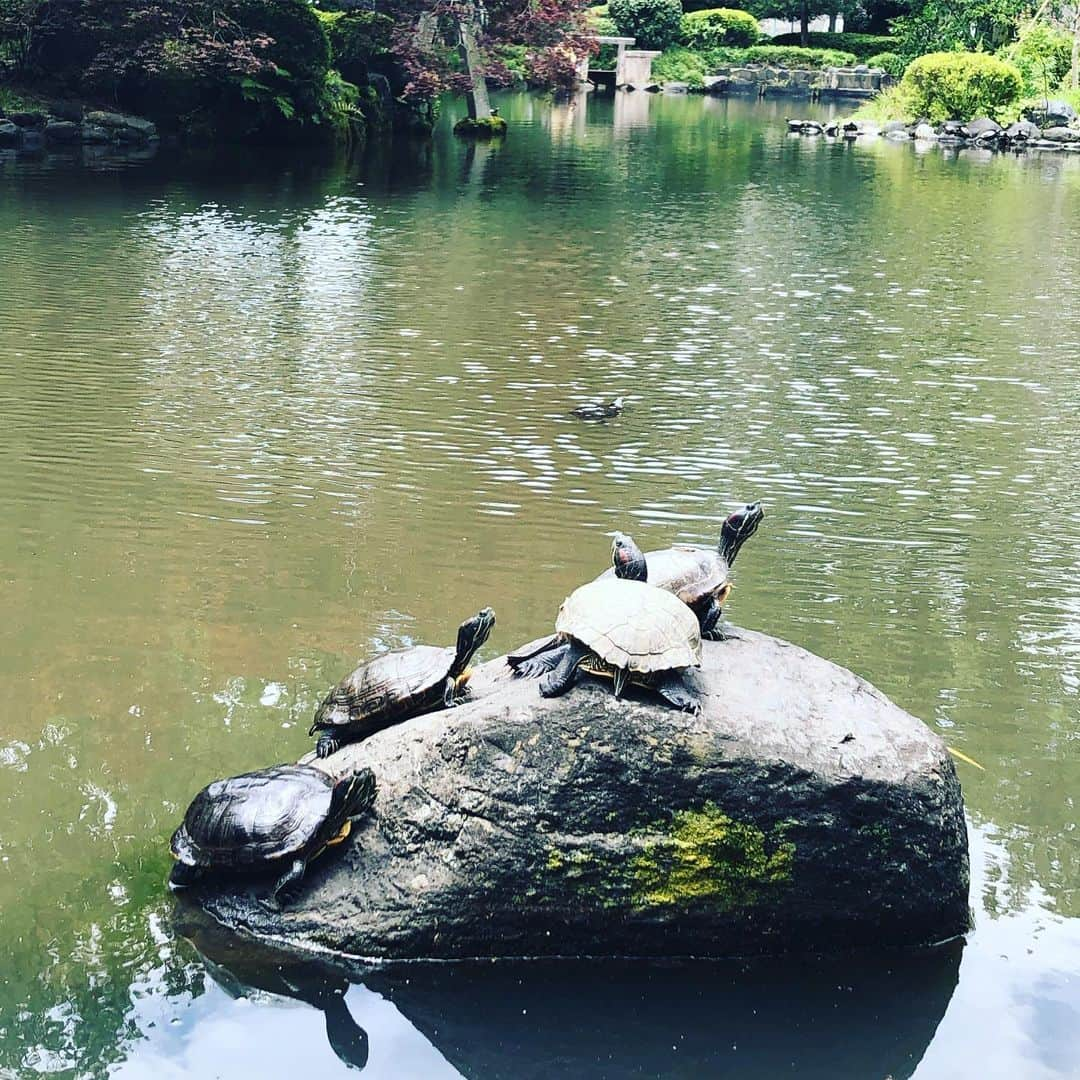 布袋寅泰さんのインスタグラム写真 - (布袋寅泰Instagram)「紫陽花に会いに有栖川公園へ。懐かしき日々の思い出が蘇る。亀も揃って甲羅干し。ロンドンの公園とは全く違う日本の美。#walking #有栖川宮記念公園 #紫陽花 #母」6月11日 13時07分 - hotei_official