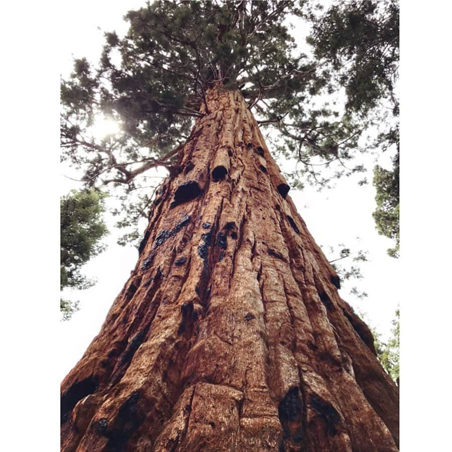 黒澤はるかさんのインスタグラム写真 - (黒澤はるかInstagram)「天気の良くなった今日は、世界一の巨木たちに触れに#sequoia へ行ったお話。その深くて大きな大きな生命力に、ものすごいエネルギーを感じた。ある一帯だけメイプルのような甘い香りが漂っていて、同じ木々が並ぶのに全く違う空気が流れたり留まっているのがとても面白かった。 ジョシュア・ツリーからセコイヤまでの移動では、真逆の景色の移り変わりがとても美しく、偶然出会った透明で砂金が輝くような水は見ているだけで心が洗われた。 そして、夜にならずとも力強く光りだす月は、私だけを照らし語りかけているように錯覚するほどで、夜は特に脳も身体も持っていかれそうになった。🤩 自然ってなんと素晴らしく壮大！ 百聞は一見にしかず。写真や動画で知れることはほんの一部なんだと改めて実感。もっともっと色んな景色を見るべきだと感じた時間だった。 あぁ〜♡」6月11日 13時44分 - haruka_offi