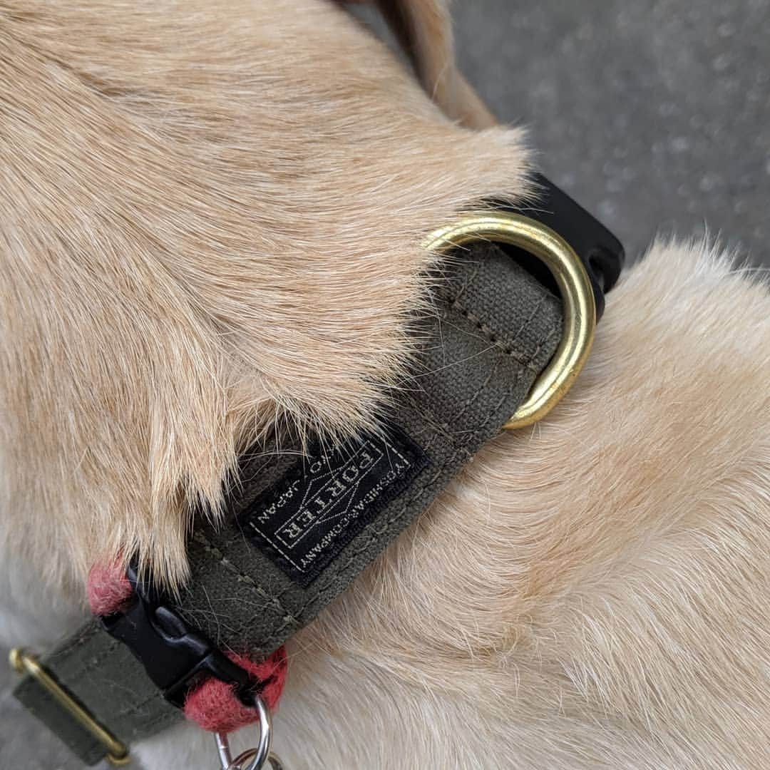 関根正悟さんのインスタグラム写真 - (関根正悟Instagram)「"New Collars for my doggies." ・ 夏前にみんなの首輪替え🍉🌻🎐 ６人分はそれなりにコストかかりますがw 🐶🐶🐶🐶🐶🐶💦 ・ 帆布で出来てるからまぁ水遊びで濡れても気にならないしいい感じ(^^) ・ #porter #dogcollar」6月11日 13時55分 - shogosekine0319