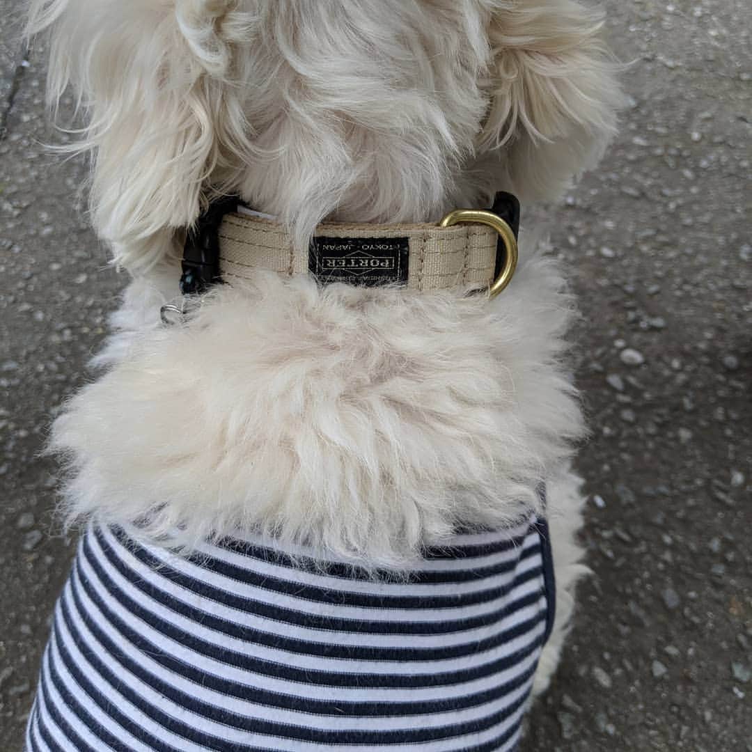関根正悟さんのインスタグラム写真 - (関根正悟Instagram)「"New Collars for my doggies." ・ 夏前にみんなの首輪替え🍉🌻🎐 ６人分はそれなりにコストかかりますがw 🐶🐶🐶🐶🐶🐶💦 ・ 帆布で出来てるからまぁ水遊びで濡れても気にならないしいい感じ(^^) ・ #porter #dogcollar」6月11日 13時55分 - shogosekine0319