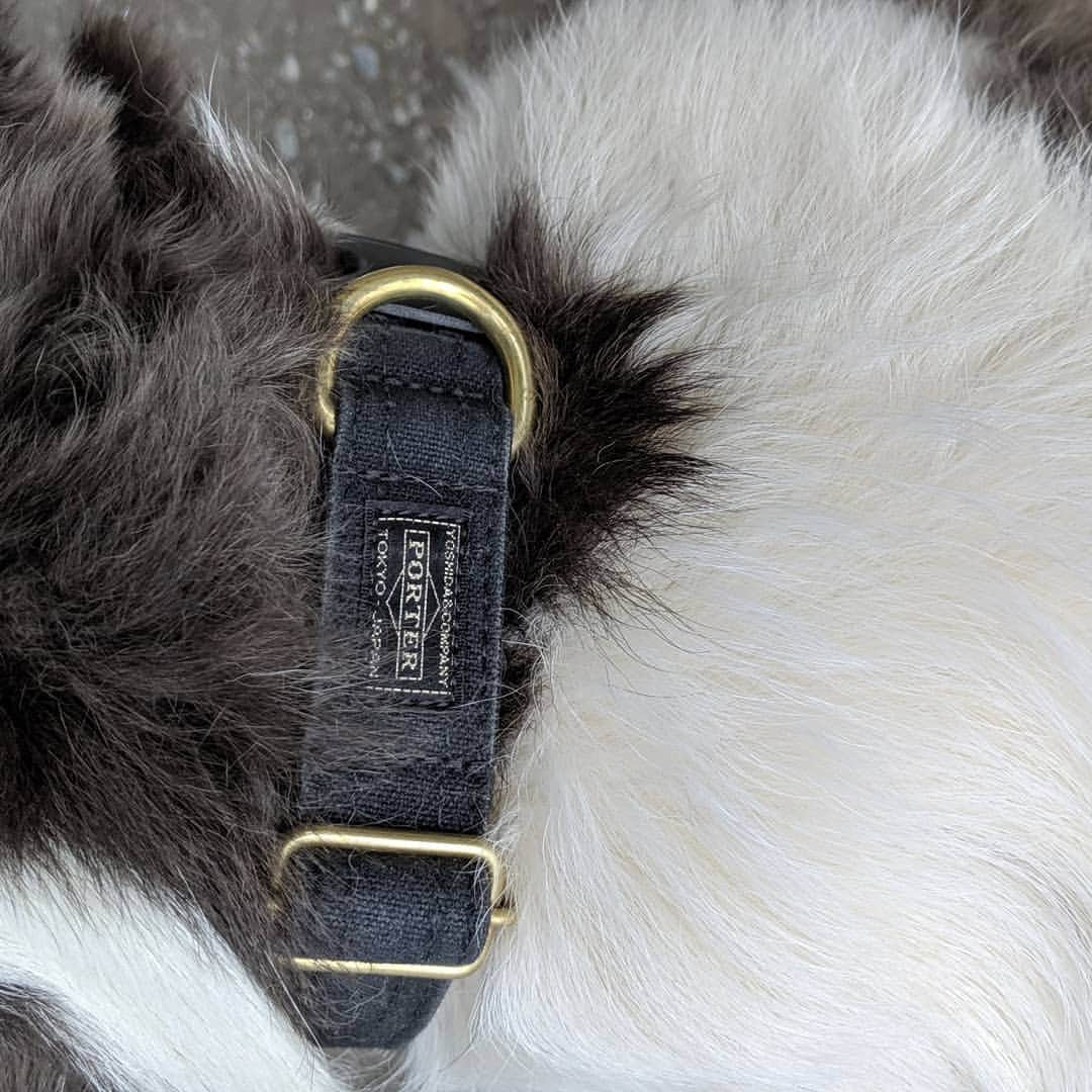 関根正悟さんのインスタグラム写真 - (関根正悟Instagram)「"New Collars for my doggies." ・ 夏前にみんなの首輪替え🍉🌻🎐 ６人分はそれなりにコストかかりますがw 🐶🐶🐶🐶🐶🐶💦 ・ 帆布で出来てるからまぁ水遊びで濡れても気にならないしいい感じ(^^) ・ #porter #dogcollar」6月11日 13時55分 - shogosekine0319