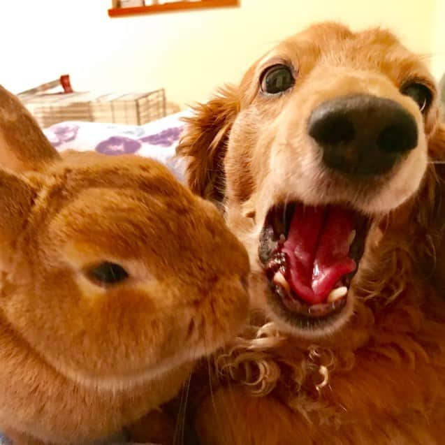 Chieko Shibutaさんのインスタグラム写真 - (Chieko ShibutaInstagram)「たろー🐶&うじゃこ🐰地方☁ たろー！ お口の中　チェックしますよ！ あれ？🐰💦💦💦 💕✨🐶🍀🐰✨💕 #dachshund #dachshunds #dachshundlove #dog #dogs #doglove #instadog #instagram #instagood #pet #pets #petsagram #cute #cutepe #cutepet #cutedog #cuteanimals #likes #09076999576 happy #smile #rabbit #ラビット #ミニュチュア #ミニュチュアダックス  #ミニュチュアダックスフント #うさぎ部 #うさぎ #ダックス #ダックスフンドロングヘアー#ねざーらんどわーふ」6月11日 14時54分 - chieko.81