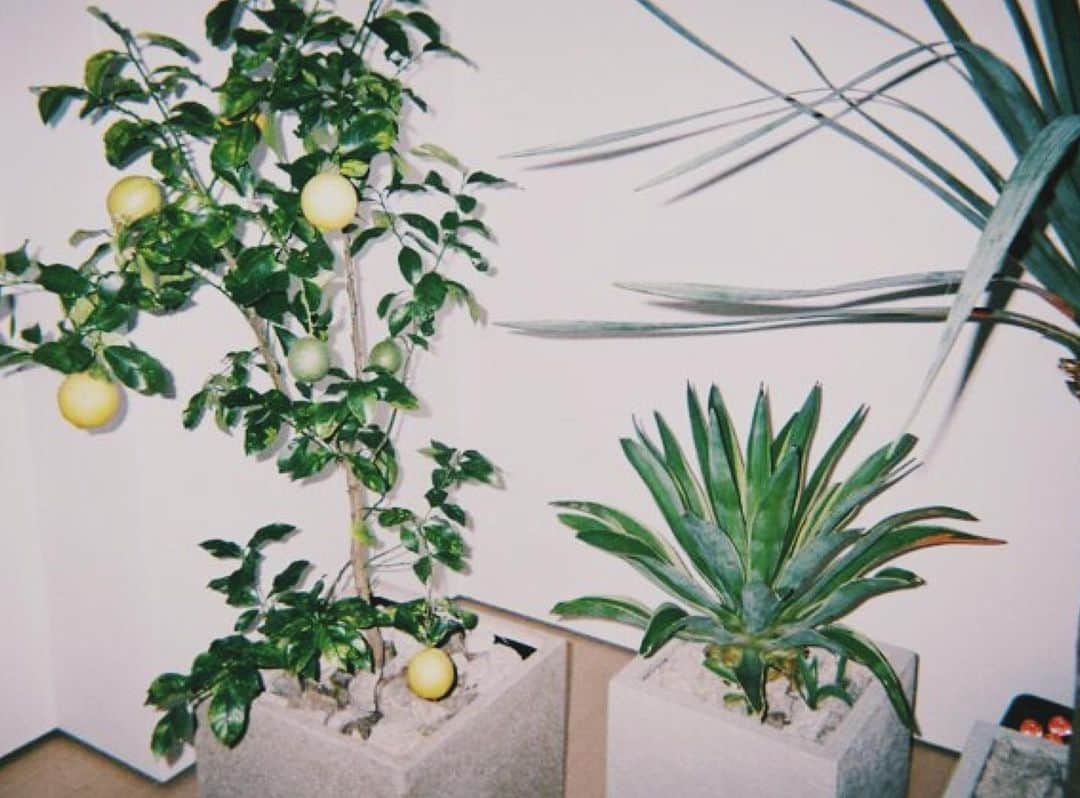 大澤実音穂さんのインスタグラム写真 - (大澤実音穂Instagram)「🌿🍋 . #BottegaVeneta  #ボッテガヴェネタ銀座」6月11日 14時59分 - ______mineho