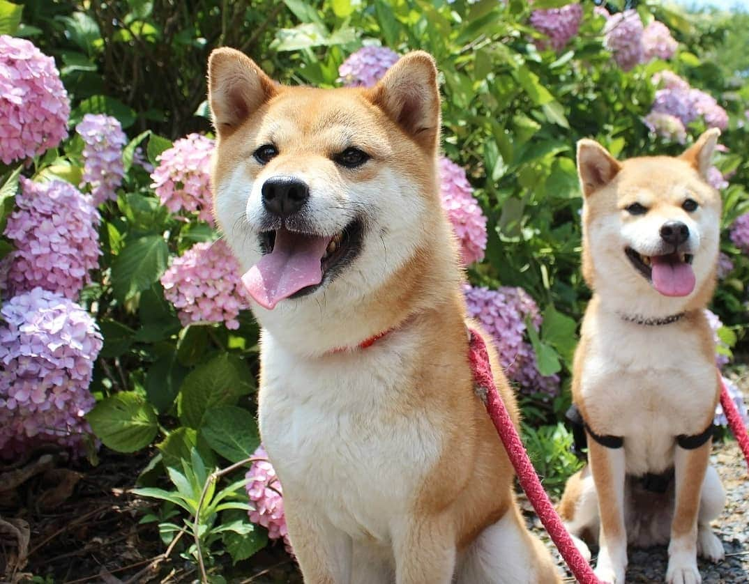 柴犬たま Shibainu Tamaさんのインスタグラム写真 - (柴犬たま Shibainu TamaInstagram)「久々のおでかけでふたりも楽しそうでした🐶🎵🐶 * Caption trans🇬🇧 They looked forward to going out🐶🎵🐶 * #柴犬たま #たママ #たま家族 #柴犬ミケ #一眼レフ #一眼レフカメラ #おでかけ #笑顔 #あじさい #アジサイ #紫陽花 #花とたま #花とミケ #くまちゃんリュック #プリケツ #しっぽモフモフ #後頭部フェチ #愛らぶ後頭部 #柴犬 #shiba #shibainu #shibastagram #犬 #dog #多頭飼い」6月11日 15時02分 - tama7653