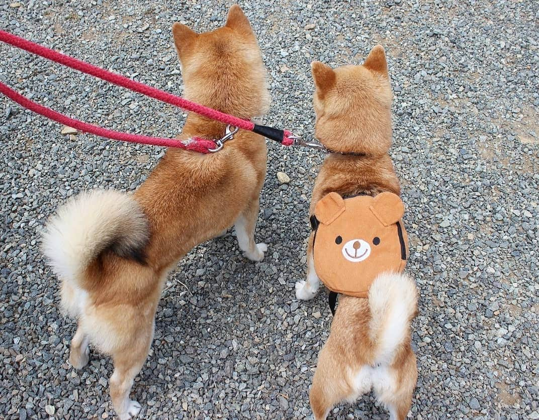 柴犬たま Shibainu Tamaさんのインスタグラム写真 - (柴犬たま Shibainu TamaInstagram)「久々のおでかけでふたりも楽しそうでした🐶🎵🐶 * Caption trans🇬🇧 They looked forward to going out🐶🎵🐶 * #柴犬たま #たママ #たま家族 #柴犬ミケ #一眼レフ #一眼レフカメラ #おでかけ #笑顔 #あじさい #アジサイ #紫陽花 #花とたま #花とミケ #くまちゃんリュック #プリケツ #しっぽモフモフ #後頭部フェチ #愛らぶ後頭部 #柴犬 #shiba #shibainu #shibastagram #犬 #dog #多頭飼い」6月11日 15時02分 - tama7653