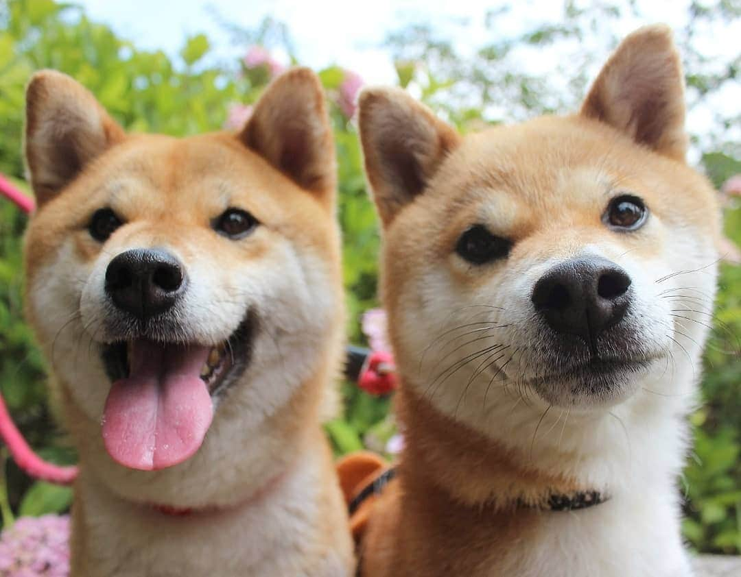 柴犬たま Shibainu Tamaさんのインスタグラム写真 - (柴犬たま Shibainu TamaInstagram)「久々のおでかけでふたりも楽しそうでした🐶🎵🐶 * Caption trans🇬🇧 They looked forward to going out🐶🎵🐶 * #柴犬たま #たママ #たま家族 #柴犬ミケ #一眼レフ #一眼レフカメラ #おでかけ #笑顔 #あじさい #アジサイ #紫陽花 #花とたま #花とミケ #くまちゃんリュック #プリケツ #しっぽモフモフ #後頭部フェチ #愛らぶ後頭部 #柴犬 #shiba #shibainu #shibastagram #犬 #dog #多頭飼い」6月11日 15時02分 - tama7653