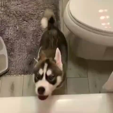 husky and malamuteのインスタグラム：「I want to go outside play with my girl friend.PLEASE.🥰🥰🥰🙈🙈🙈 follow @alaskandaily （Twitter：alaskandaily）for more cute pic and video.😜 ……………………………………………………………… Each video was approved by the original author. But  don't have a Instagram account. We are first one post those video. So watermark credit @alaskandaily ……………………………………………………………… #alaskan#malamute#alaskanmalamute#alaskanhusky#malamutesofinstagram#puppylife#puppylove#puppydog#puppylover#dogdays#malamutepuppy#huskies#huskeypuppy#huskeiesreq#siberian#huskeiesofig#dogslife#dogsofnyc#cutedog#cutedogs#huskeypics#huskeylovers#huskygram#huskeylove#huskiesofinstagram#dogsofnyc#husky#狗」