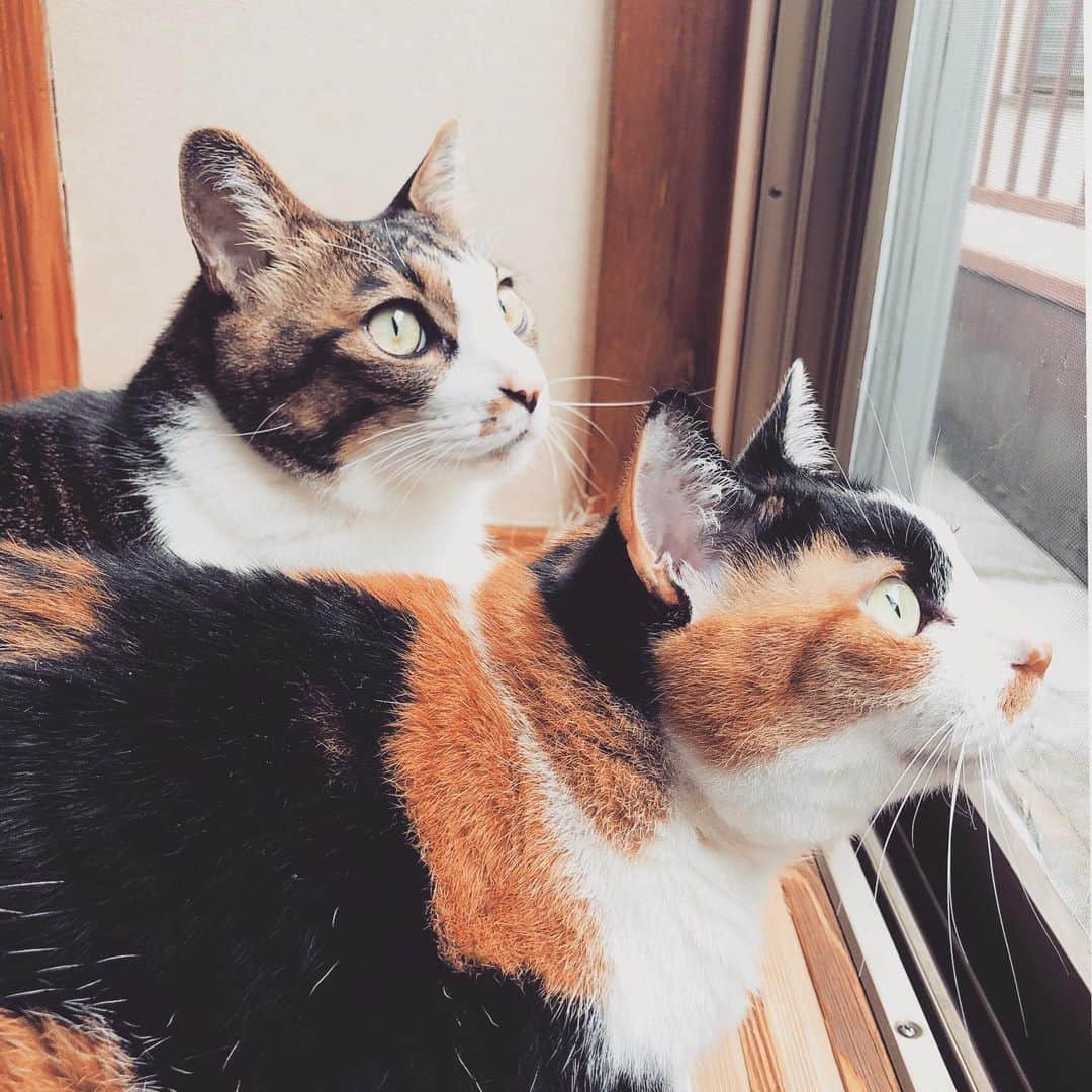 門倉聡のインスタグラム：「外の匂い嗅んでたら雀が登場。 #ねこ #ねこすたぐらむ #ねこと暮らす #ねこ部 #catstagram #cat #cats」