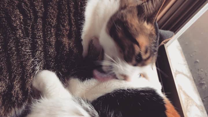 門倉聡のインスタグラム：「そしていつしか舐めモードへ笑 #ねこ #cat #catstagram #ねこと暮らす」