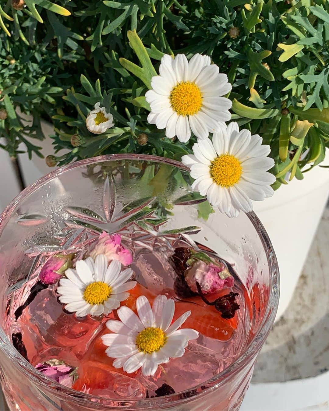 植野有砂さんのインスタグラム写真 - (植野有砂Instagram)「Setting the flowers for Instagram 🤣💐look at the prettiest pink gin tonic 😍💓映えのためにお花を増やしてるところ笑 ここは前回も行った、ピンクのジントニックがあるところ💓 #novigrad #croatia #クロアチア」6月11日 15時33分 - alisaueno