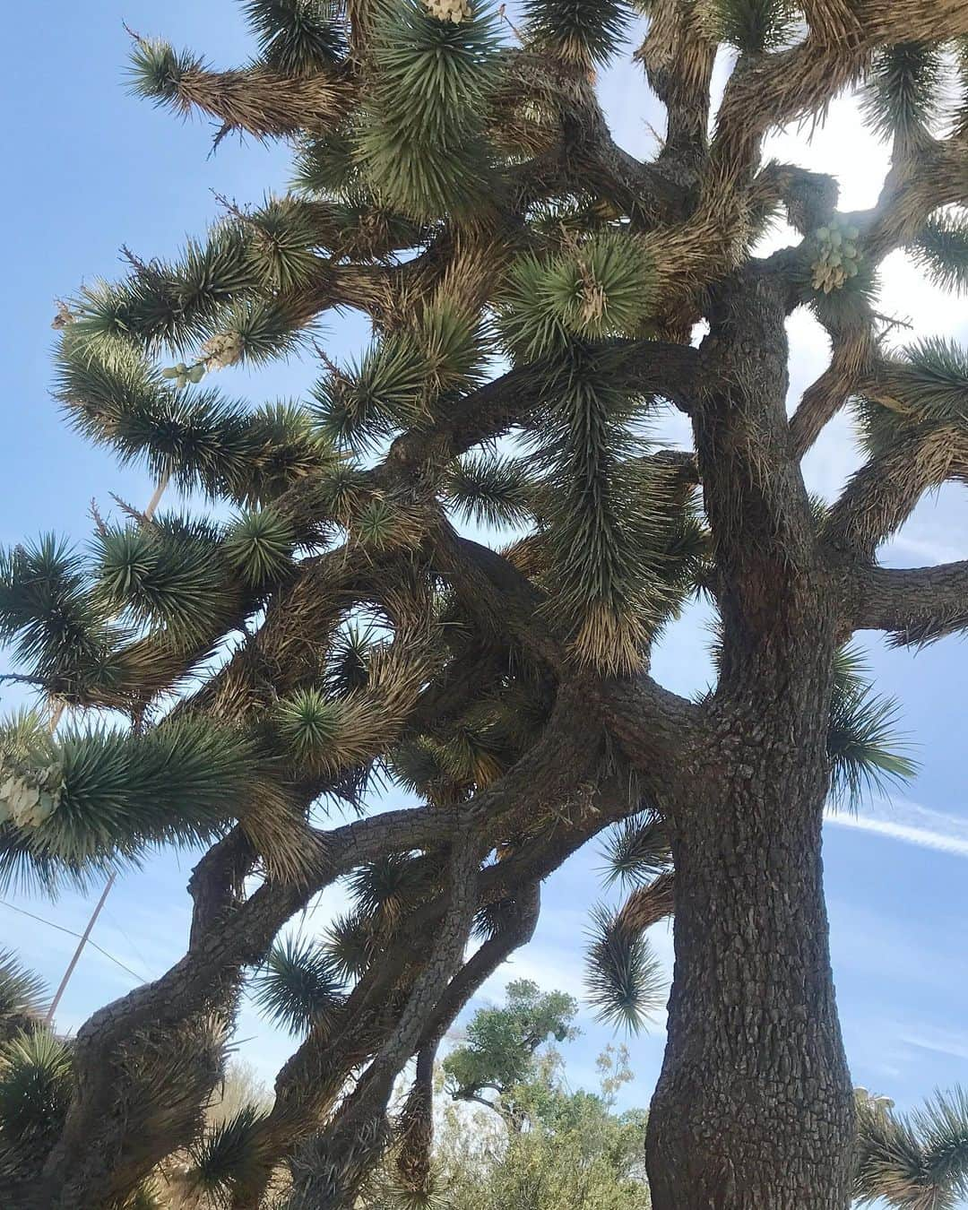 Kara Yoshimoto Buaさんのインスタグラム写真 - (Kara Yoshimoto BuaInstagram)「A centennial Joshua tree 🖤」6月12日 1時05分 - karayoshimotobua