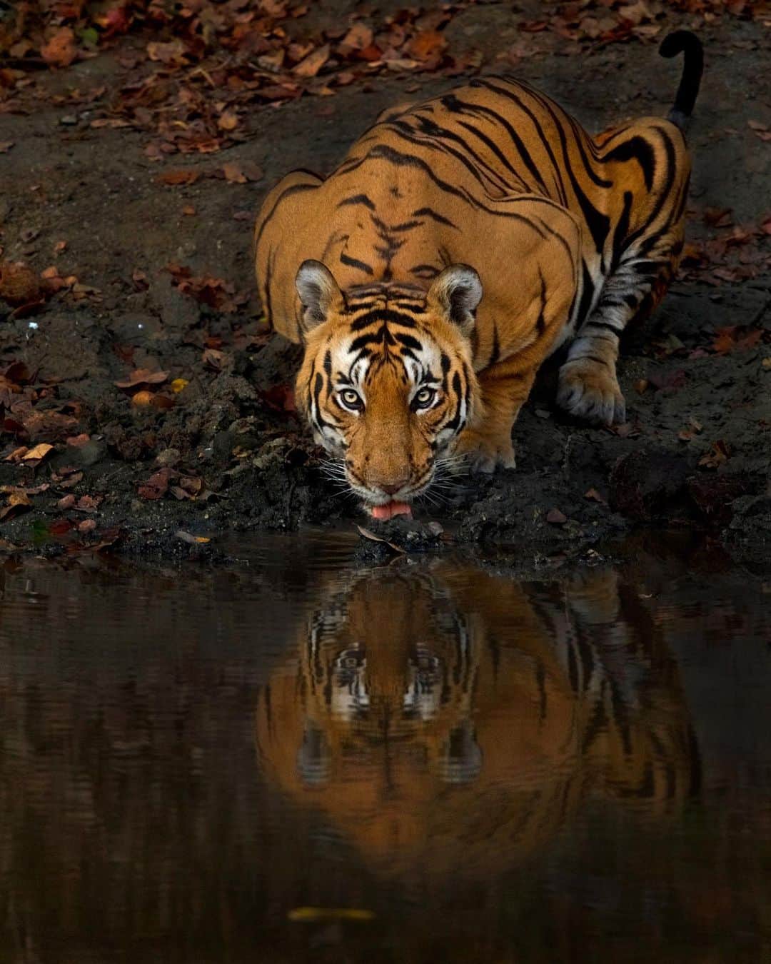 Discoveryさんのインスタグラム写真 - (DiscoveryInstagram)「“A rare late evening appearance from the big Male ‘Valentino’ at one of the water holes.” 📸 + caption by Mithun Hunugund (@mithunhphotography) . . . . . #TigerTuesday #instanature #nature #naturephotography #wildlifephotography #ProjectCAT #bigcats #tigers #Kanha #CAT #wow #Kabini #Valentino」6月12日 1時14分 - discovery