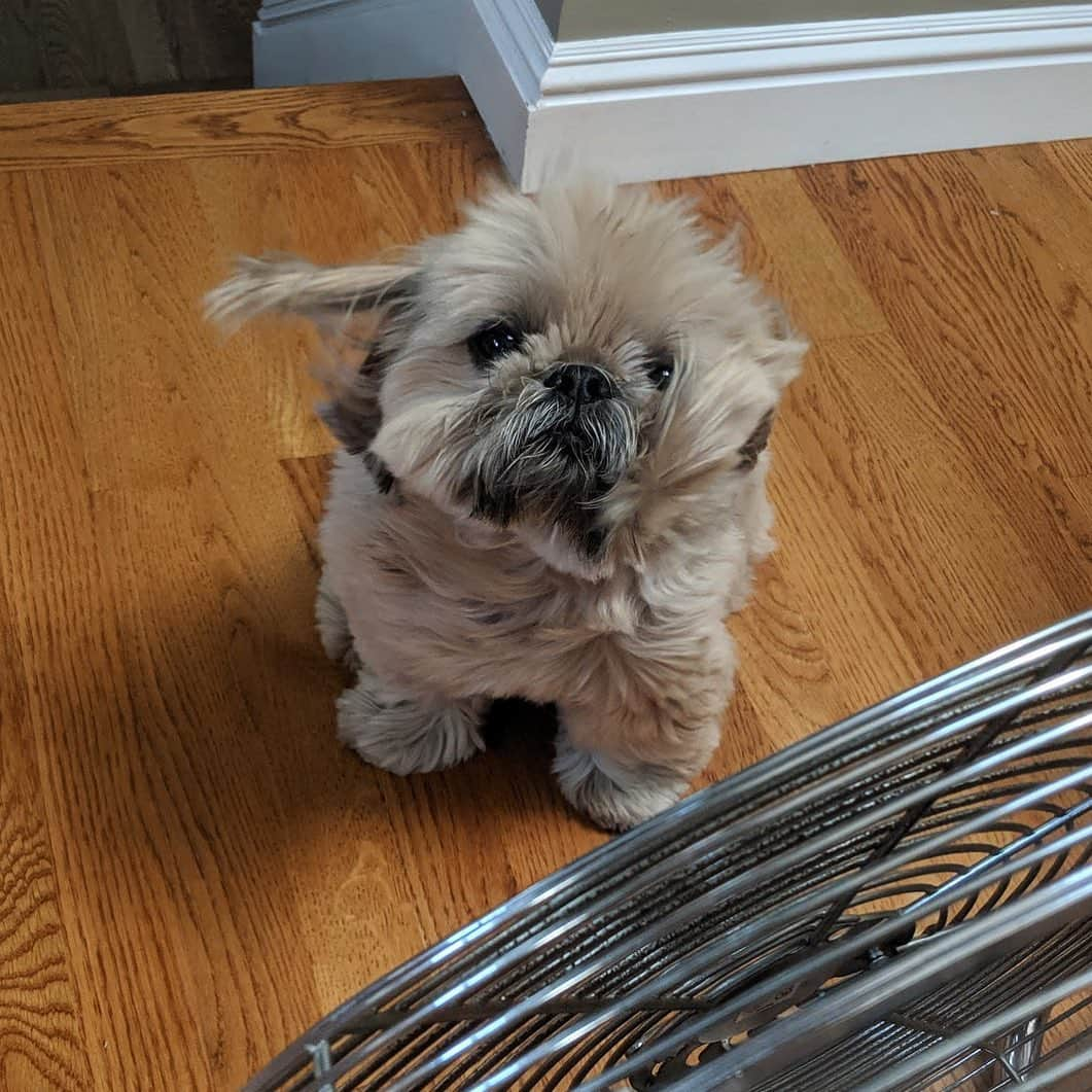 Dougie the Shih Tzuさんのインスタグラム写真 - (Dougie the Shih TzuInstagram)「Did we mention it’s hot?」6月12日 1時27分 - dailydougie