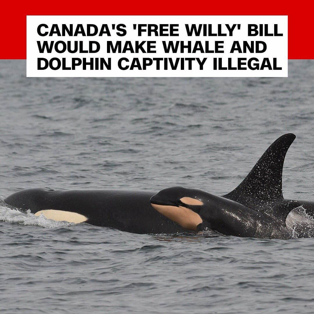 CNNさんのインスタグラム写真 - (CNNInstagram)「Canada's government is expected to approve a bill banning the captivity of whales, dolphins and porpoises 🐬🐳🐋 and punish violators with fines of up to $150,000. Supporters of the measure, known colloquially as the "Free Willy" bill after the 1993 movie, celebrated its passage in the House of Commons on Monday, using the hashtag #emptythetanks on social media. (📸: Center for Whale Research)」6月12日 1時56分 - cnn