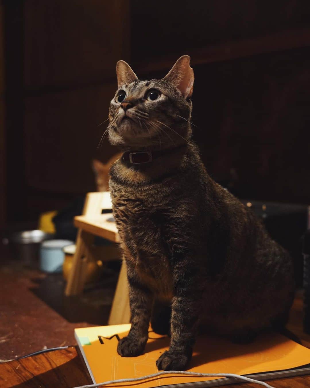 言身寸 in Tainan, Taiwanさんのインスタグラム写真 - (言身寸 in Tainan, TaiwanInstagram)「1歲半的Doco - 「#怎麼這樣拍人家啦」 - 2019.6.12 #taiwan #tainan #台灣 #台湾 #台南 #写真  #vsco #vscocam #vscotaiwan #vscoTW #vscotainan #AmazingTaiwan #iseetaiwan #ExploreTaiwan #vintagehouse #vintage #古民家 #萬屋 #321巷 - #SonyAlphaAnimalPortrait #SonyTW_Alpha #a7M2」6月12日 2時00分 - kukud83