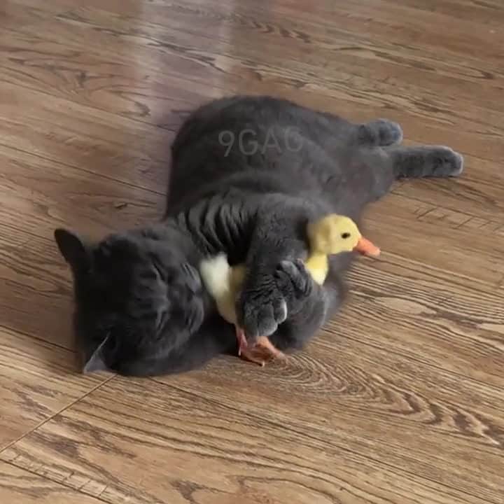 のインスタグラム：「Lemme teach you what hygiene is⠀ ⠀ #meowed #britishshorthair #cleaningtime #duckling #youmaygonow」