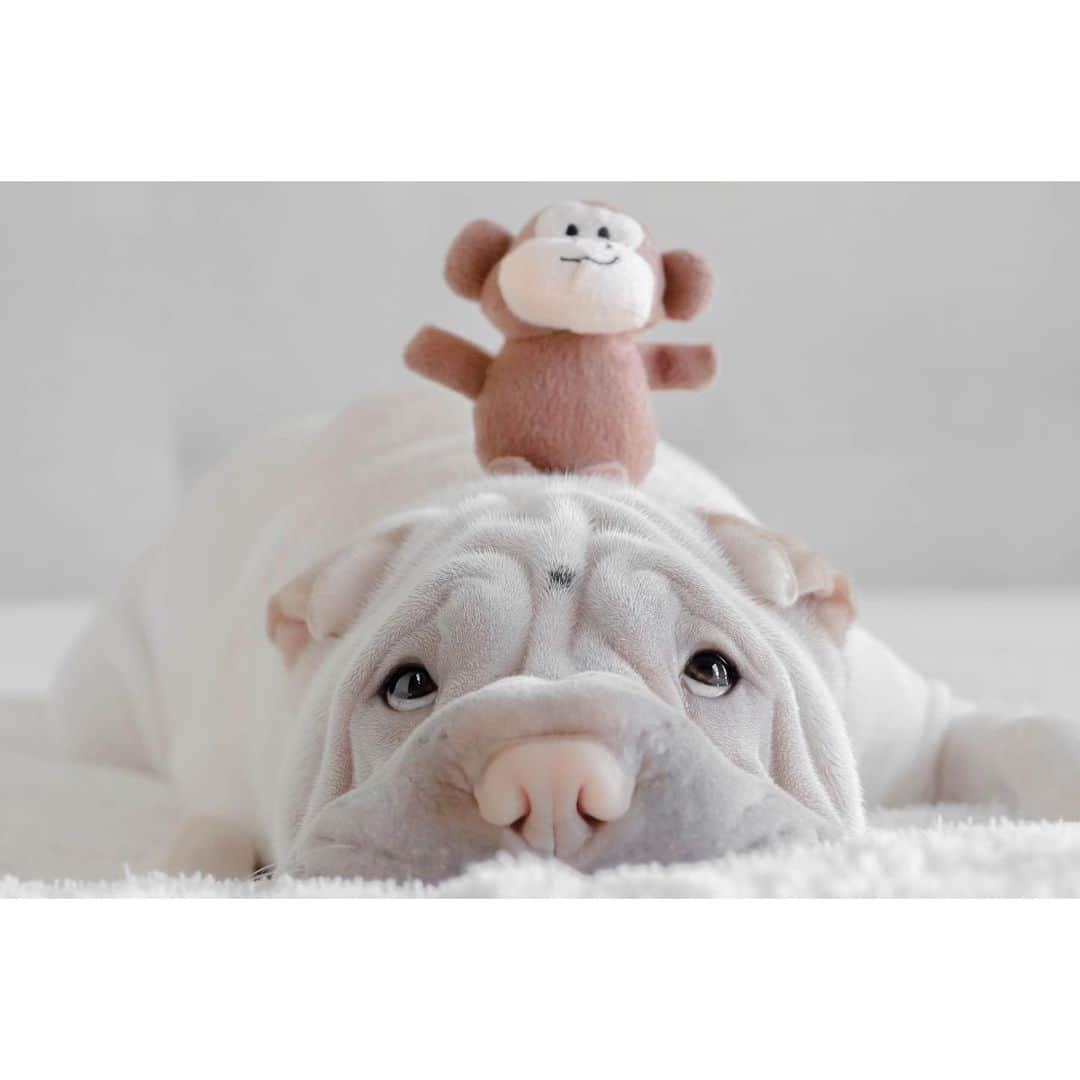 annie&pADdinGtoNさんのインスタグラム写真 - (annie&pADdinGtoNInstagram)「There’s a monkey on my back #lookout #lambington #sharpei #monkeyonmyback #sharpeisofinstagram #love #wrinkles #monkey #dog #dogs #dogsofinstagram #weeklyfluff #doggo #barked #instagood #iloveyoutothemoonandback」6月11日 17時22分 - anniepaddington