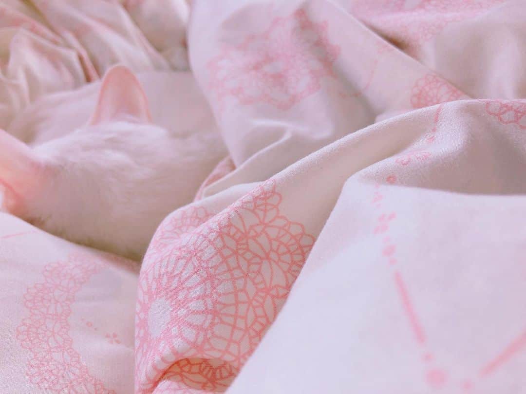 秋田知里さんのインスタグラム写真 - (秋田知里Instagram)「白とピンクで出来てる我が家の猫さん、布団に埋もれると見つけられない説 #みかんとふう #猫 #ねこ #ネコ #ねこすたぐらむ #白猫 #cat」6月11日 17時22分 - akitachisato_official