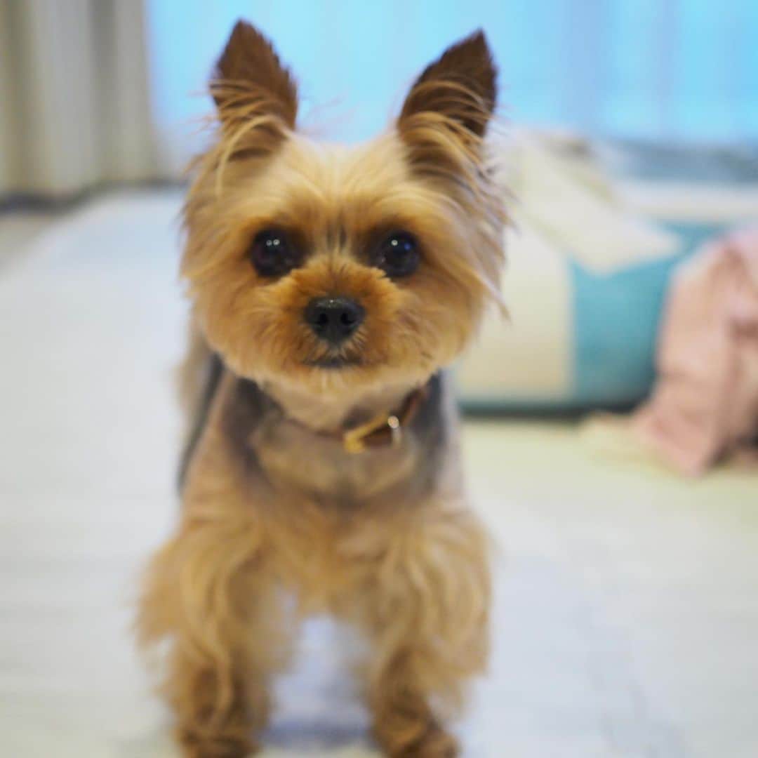 のインスタグラム：「ㅤㅤㅤㅤㅤㅤㅤㅤㅤㅤㅤㅤㅤ 🐶💬 shall we go for a walk🐾⁉️ お散歩行こっか？ ㅤㅤㅤㅤㅤㅤㅤㅤㅤㅤㅤㅤㅤ ㅤㅤㅤㅤㅤㅤㅤㅤㅤㅤㅤㅤㅤ ルビたんに見つめられたらノーとは言えないよね。 『キミの欠点は可愛すぎることだ』ってこの前言われたよ。ママもそう思う😆 #yorkie #ヨーキー #yorkshireterrier #ヨークシャテリア」