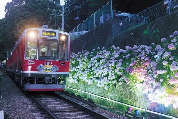 レッツエンジョイ東京さんのインスタグラム写真 - (レッツエンジョイ東京Instagram)「.﻿ ✩★------------------﻿ この時期しか見られない！﻿ 気軽にサクッと行ける箱根のアジサイ名所6選﻿ ------------------✩★﻿ ﻿ 📷箱根登山鉄道﻿ 箱根湯本から強羅までを結ぶローカル列車「箱根登山電車」🚃﻿ 期間限定で、夜にはアジサイのライトアップも🔦﻿ ﻿ 📷箱根強羅公園（公園上）﻿ 多種多様なアジサイが約80種類あるほか、敷地内には、陶芸教室や点茶体験などができるスポットもあるそう☺️﻿ ﻿ 📷宮ノ下駅﻿ 列車から降りてすぐに撮影できるから、沿線の中でも、人気のフォトスポット❣️﻿ ﻿ 詳細はアカウントトップから﻿ 👉@lets_enjoytokyo﻿ ﻿ #レッツエンジョイ東京 #ぐるなび﻿ #おでかけ #トキメキ女子﻿ #あじさい #アジサイ #紫陽花﻿ #季節の花 #開花 #梅雨﻿ #梅雨の花 #花好き﻿ #花好きな人と繋がりたい﻿ #花のある暮らし﻿ #おでかけスポット #デートスポット﻿ #デート #のんびりデート #休日の過ごし方 ﻿ #お散歩 #おさんぽ #さんぽ﻿ #あじさい電車 #箱根登山鉄道 #箱根湯本﻿ #箱根強羅公園  #強羅公園 #公園上﻿ #宮ノ下駅 #箱根」6月11日 17時32分 - lets_enjoytokyo