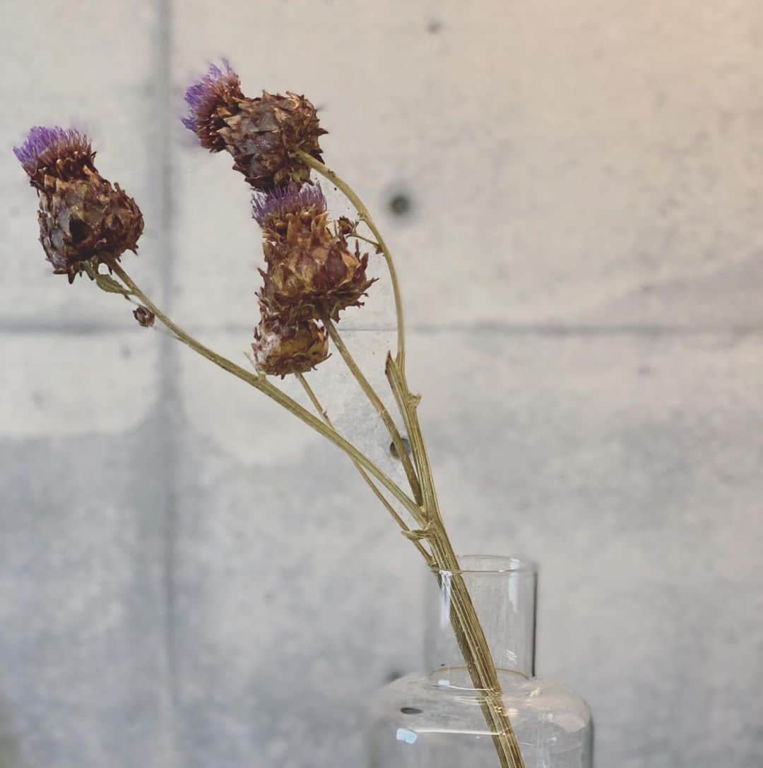 のインスタグラム：「昨年に引き続き、今年もアーティーチョークのドライにハマってます。  #dryflower #アーティーチョーク」