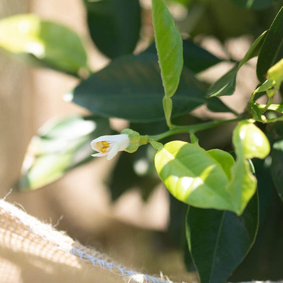 松山油脂さんのインスタグラム写真 - (松山油脂Instagram)「＼「徳島プロジェクト」進行中／ 今年の4月に植えた2年生の橙につぼみがついたため、余分なつぼみを間引いて摘み取る「摘蕾（てきらい）」という作業を行ないました。木が小さいときに実を付けてしまうと実に栄養を使ってしまうため、つぼみを採ることによってそれを防止し、木を大きくさせます。採ったつぼみや花は化粧品に使用できるか試作を検討中です。 ※「徳島プロジェクト」とは、松山油脂が「化粧品として肌に有用な植物由来成分について研究し、その植物の栽培と化粧品原料への展開を進める」ため、その一環として新たな工場の建設を進めているプロジェクトです。  #松山油脂 #matsuyama #橙 #ウオッシュアンドケア #washandcare #japan #madeinjapan #徳島 #佐那河内村」6月11日 17時45分 - matsuyama_official