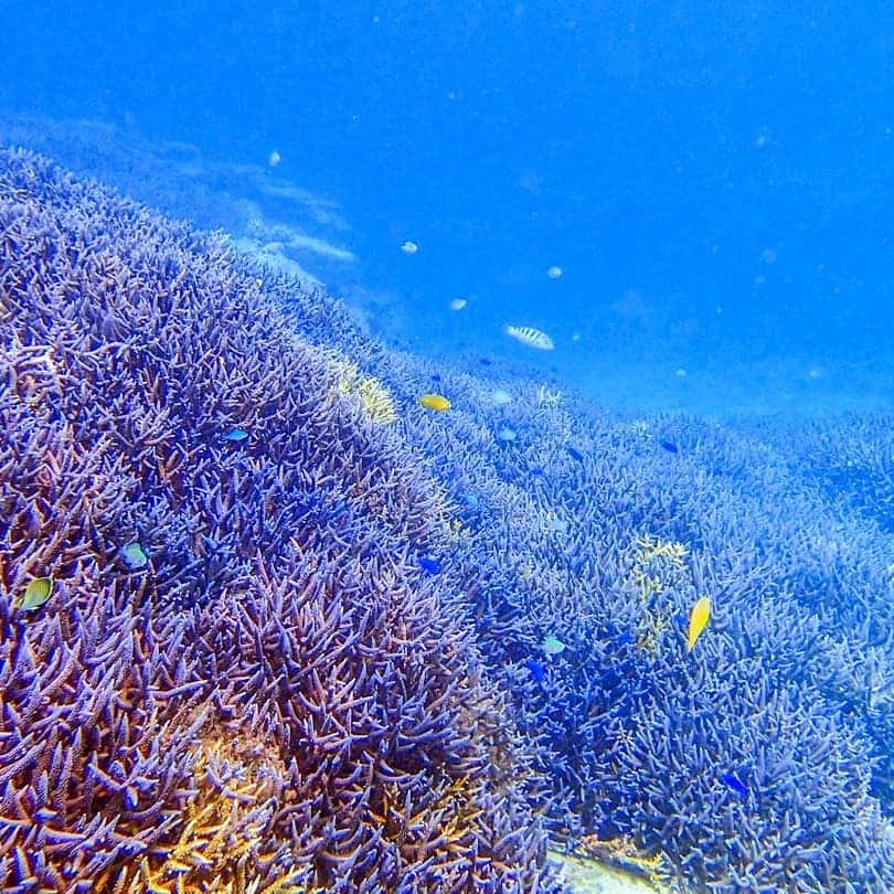 asoview! さんのインスタグラム写真 - (asoview! Instagram)「人魚が棲んでいたと言い伝えられる、美しく神秘的な海へ。⠀ . 沖縄・西表島の南側にぽっかりと浮かぶパナリ島。その周囲には透きとおったブルーの海が広がります。海の中を覗いてみると、手が届くところに熱帯魚たちが。 .⁣⠀ パナリ島周辺の海は遠浅なので、泳ぎが苦手な方も安心して海水浴が楽しめます。 .⁣ 忘れられないシュノーケリング体験をこの夏に味わってみてはいかがでしょうか？ . ≕≔≕≔≕≔≕≔≕≔≕≔≕≔≕≔≕≔≕≔⁣⠀ 🌏Location @西表島⠀ 🏃Organizer is KEN GUIDE（ケンガイド）⁣⠀ 📷Picture by ＠kenguide55 ≕≔≕≔≕≔≕≔≕≔≕≔≕≔≕≔≕≔≕≔⁣⠀ . 🏄全国1万9千件以上の遊び紹介中⛺⁣ @asoview⁣⠀ . あなたの体験の思い出を#アソビュー のハッシュタグをつけて教えてください♪⁣ . ステキな投稿はasoview!や @asoviewでご紹介させていただきます❤⁣⠀ . 過去にinstagramでご紹介した体験は@asoview のリンクからチェックできます👀✨」6月11日 17時59分 - asoview