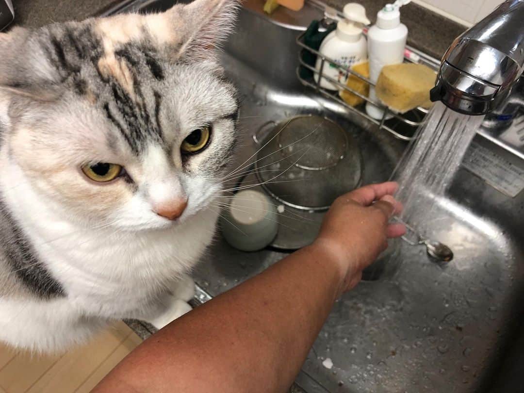 ホタテ＆クラム＆シラスのインスタグラム：「炊事が非常にしづらい状況 #cat #neko #ScottishFold #猫 #ねこ #スコティッシュフォールド #catstagram #instagram #instagramjapan #ig_japan #igersjp」