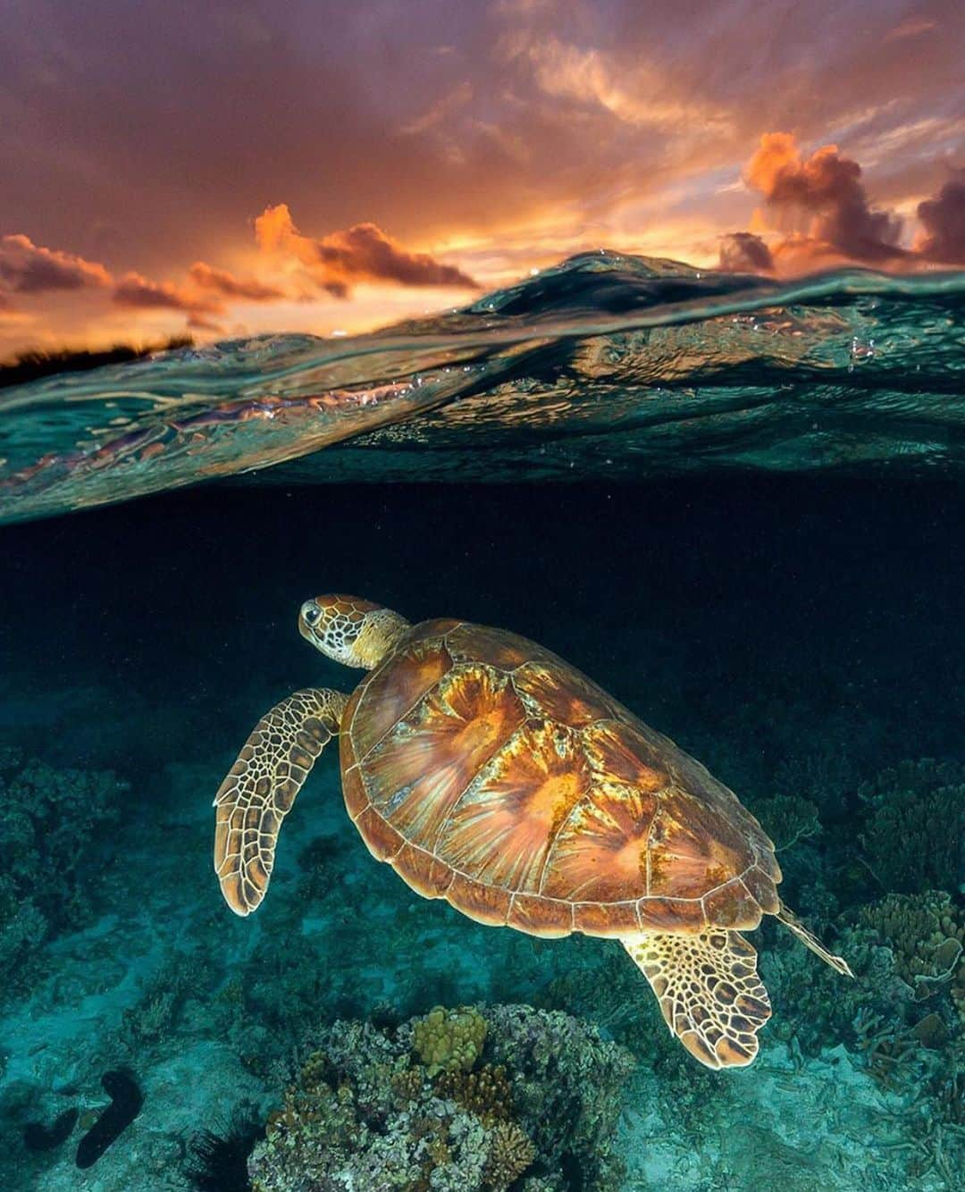 Canon Photographyさんのインスタグラム写真 - (Canon PhotographyInstagram)「Sunset over the reef by @jordan_robins  Canon 5D Mark IV + water housing #cpfeatureme #reef #aus #queensland #turtle #underwater」6月11日 18時18分 - cpcollectives