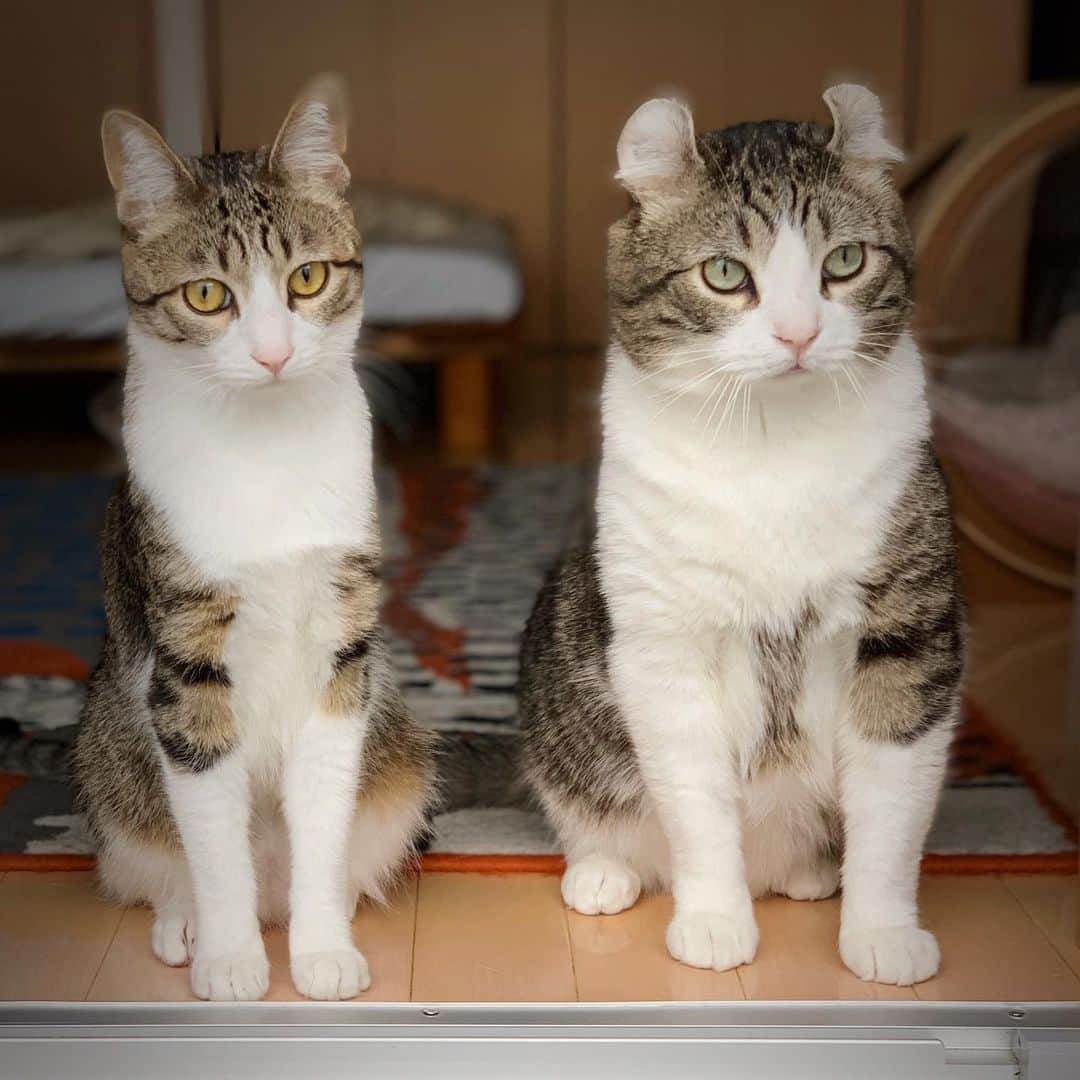 スノーさんのインスタグラム写真 - (スノーInstagram)「Snow and Sunny, who is your favorite boy🙋‍♀️🙋‍♂️? . #catsofinstagram #cats_of_instagram #catstagram #catofinstagram #instagood #cat #cats #kucing #gato #chat #catloversclub #catlover #9gag #weeklyfluff #pleasantcats #kedi #katze #kawaii #neko #instagramjapan #고양이 #кот #แมว #猫 #ふわもこ部 #ペコねこ部」6月11日 18時18分 - curlysnow0915