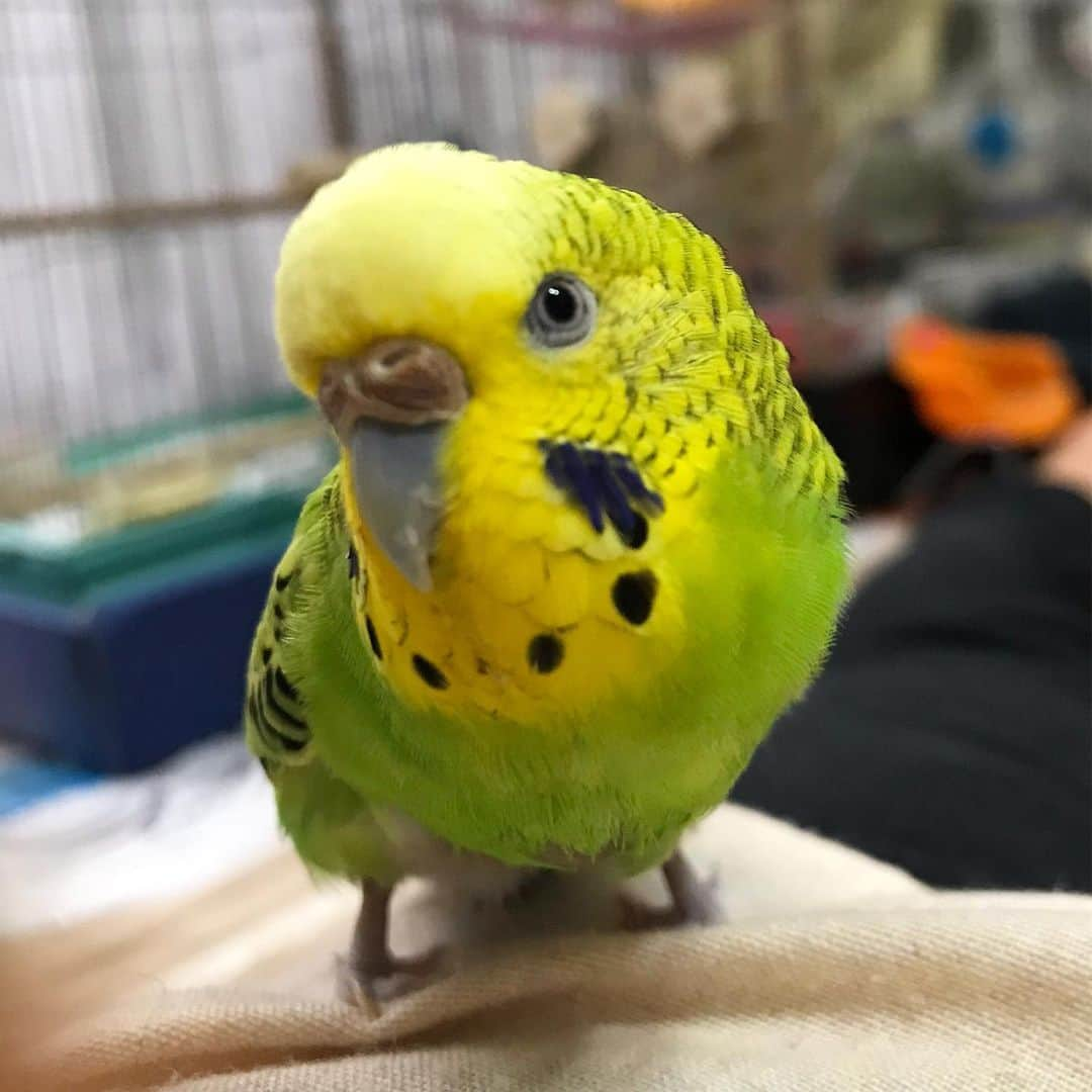 peace_0322さんのインスタグラム写真 - (peace_0322Instagram)「#インコ#セキセイインコ#ふわもこ部 お母さん遊ぼう😊 仕事から帰ってきて、ゴロゴロしてたらいつの間にかウトウト😪 ぴーちゃんのお誘いなら起きます😂」6月11日 18時20分 - peace_0322