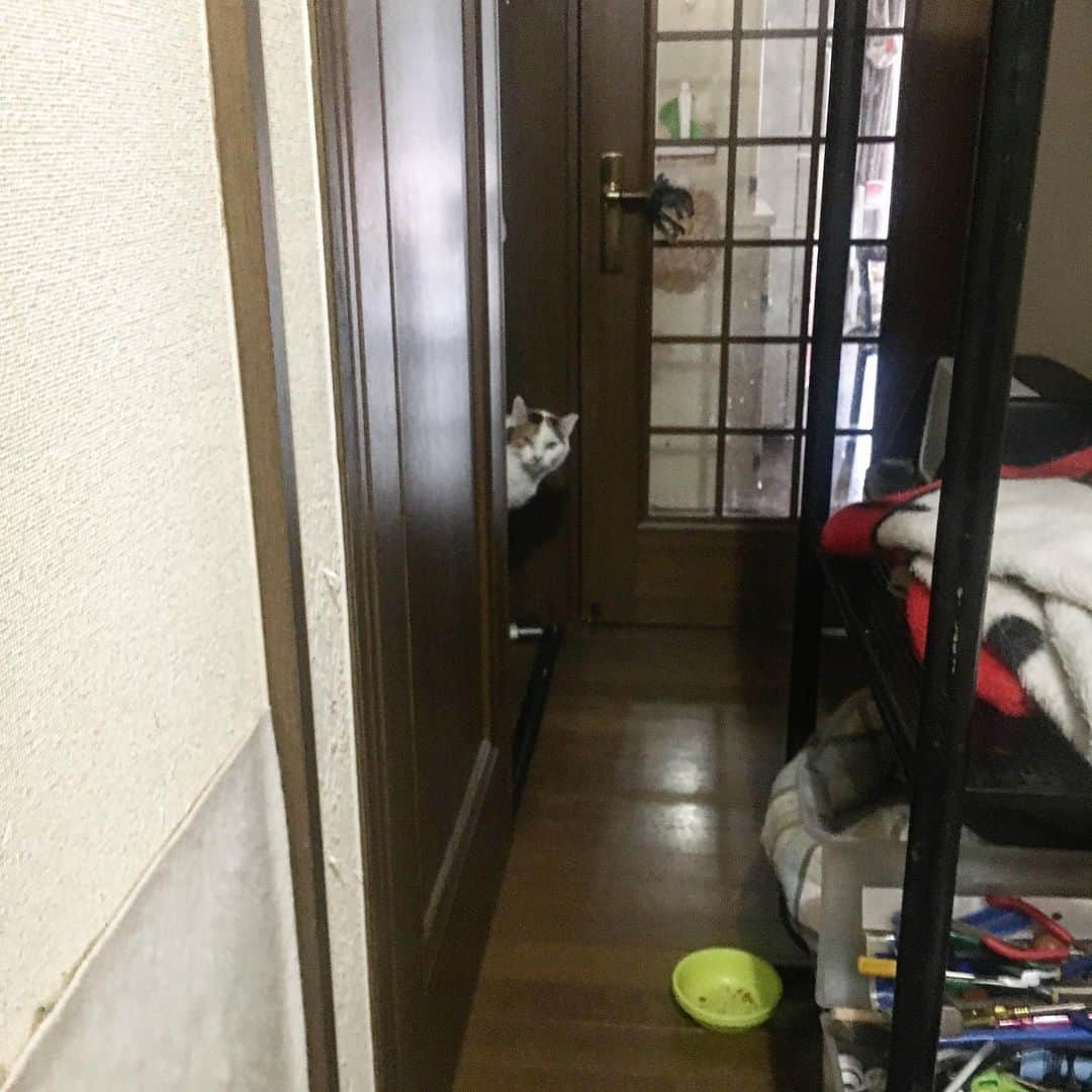 Kachimo Yoshimatsuさんのインスタグラム写真 - (Kachimo YoshimatsuInstagram)「ミケ子が見てた。 Mikeko looked at me. #uchinonekora #mikeko #neko #cat #catstagram #kachimo #猫 #ねこ #うちの猫ら http://kachimo.exblog.jp」6月11日 18時20分 - kachimo