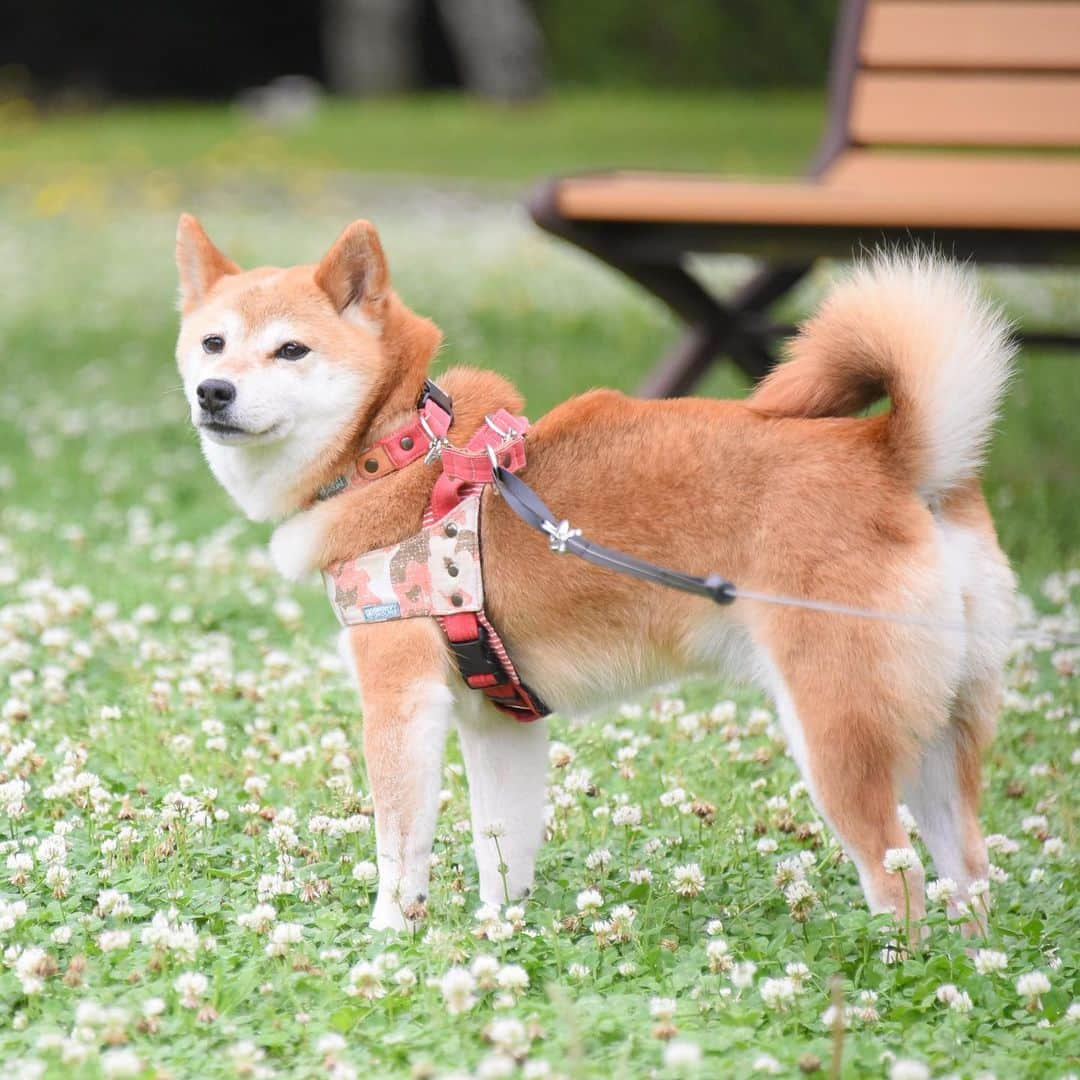 meekooさんのインスタグラム写真 - (meekooInstagram)「会うたび美しくなっている千緒ちゃん♫  この穏やかな表情を見ればどれだけ愛されているかわかります😊❤️ #お腹いっぱいの愛😁 #かぼすちゃんと八兵衛くんとおさんぽ #佐倉城址公園 2019.6.9撮影」6月11日 18時32分 - meekoo