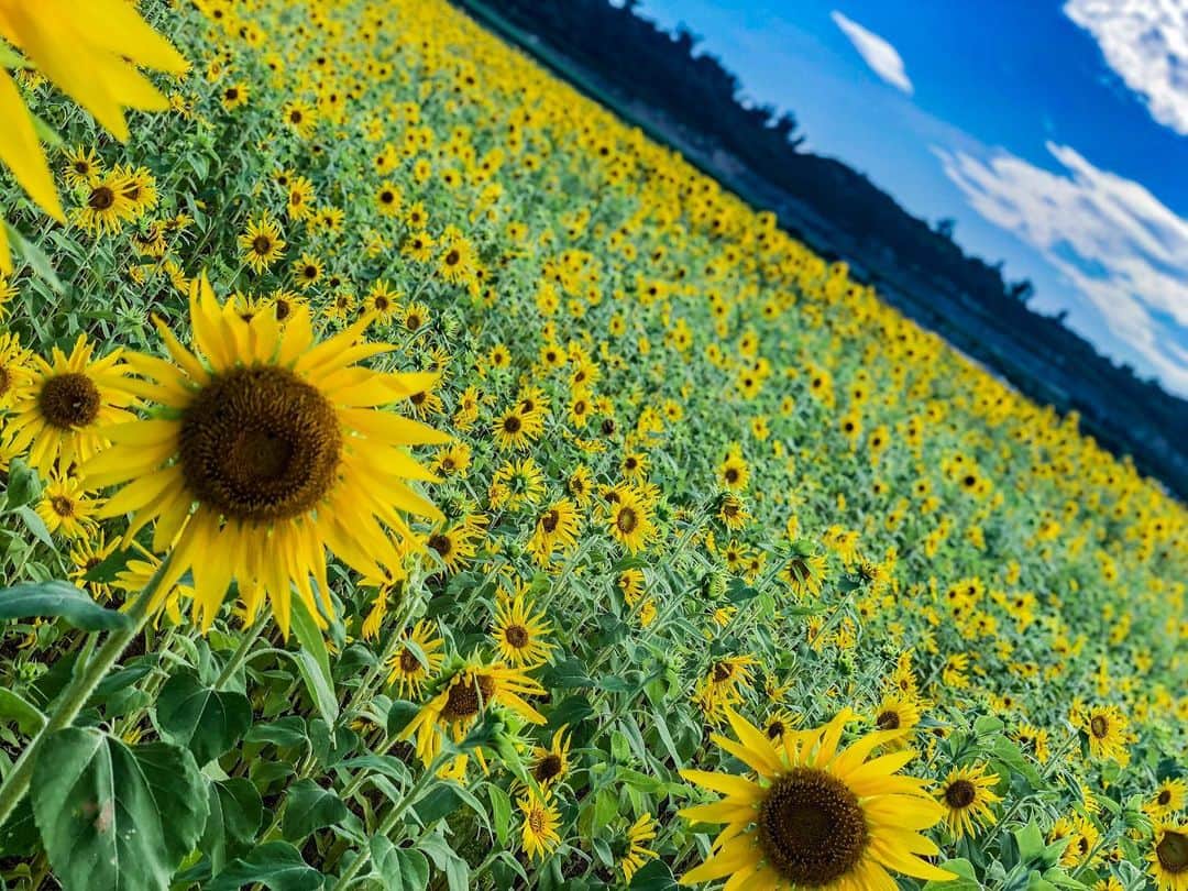 澤井玲未さんのインスタグラム写真 - (澤井玲未Instagram)「今年もまた綺麗なひまわり畑みにいけた🌻 夏が来るねえ☀️ 3枚目は去年の写真📸 . #sunflower#sunflowers#miyakojima#miyakoisland#summercoming#yellow#japanesemodel#healthy#healthymodel#smile#宮古島#アフターダイブ#ダイバー#宮古島ダイビング #ひまわり畑#向日葵#夏#ぼくなつ#ぼくのなつやすみ#小麦肌モデル#小麦肌#小麦肌女子#健康美#ロブヘア#黄色#横顔」6月11日 18時44分 - lemi_cruva
