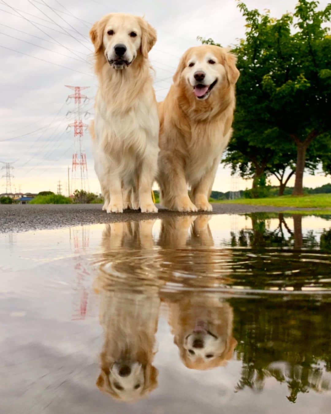 まゆみさんのインスタグラム写真 - (まゆみInstagram)「。 。 どしぺわらっぺるの？🐶❓ 。 。 #水のあーぺー #可愛い🤣 。 今日のap地方は涼しくて快適！ って言っても4時以降の温度しかわかんないけど😂 。 。 #ゴールデンレトリバー#goldenretriever#dog#犬#あーるん#golden#retriever#doglover#insta_dog#ぺんぺん子ちゃん#welovegoldens#Instagram#Instagramjapan#Instagramdogs#9gag#dogstagram#dogsofinstagram#dogs#doggy」6月11日 18時58分 - aarun_evolution