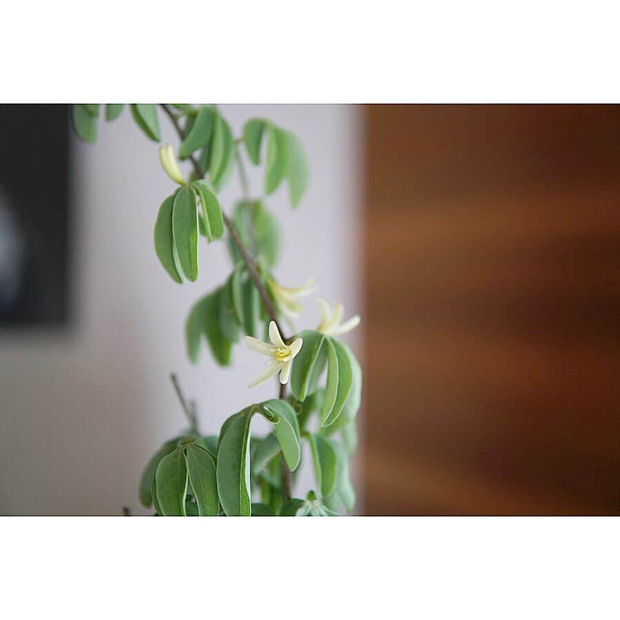 植物のある家さんのインスタグラム写真 - (植物のある家Instagram)「ー初花ー . グラウカの花 . 未発根から3年目 . 初めて咲きました . #初めて咲くとうれしくなるあるあるある . . . #マイホーム #観葉植物 #植物 #植物のある暮らし #植物のある家 #新築 #注文住宅 #塊根植物 #デザイン #インテリア #塊根 #コーデックス  #アデニアグラウカ #シンプル #新居 #アデニア #グラウカ #プラ鉢 #鉢 #植木鉢 #レッドシダー #リコポディウム #caudex #adenia #grauca #plans #interior #myhome #인테리어」6月11日 19時03分 - plusoneline