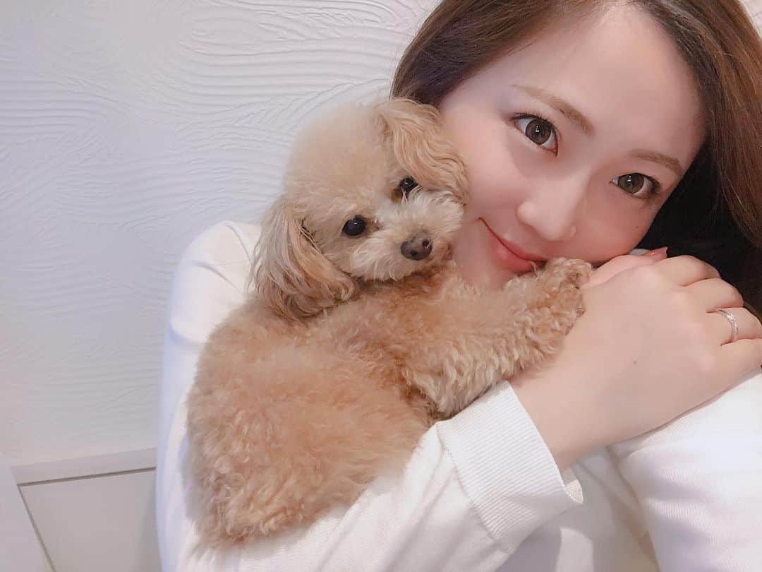 のインスタグラム：「先週２歳になったヴィヴィ 抱っこが大好きの甘ったれさんで 片腕に収まるまだまだおチビちゃん❤︎ これからも色んなとこ行こうね ・ #愛犬 #ヴィヴィ #タイニープードル #タイニー #トイプードル #トイプー #dog #tiny #tinypoodle #poodle #toypoodle #dogstagram #mydog #instadog #lovemydog #lovedog」