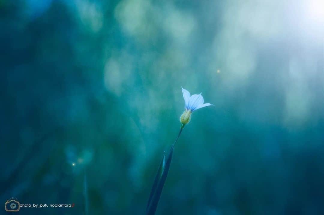 花の写真館のインスタグラム：「Photo by Putu Nopiantara.⠀ https://www.facebook.com/putu.nopiantara?__tn__=%2Cd*F*F-R&eid=ARBhSyp-osg4FkAJFdxIp21YEhb34ev1yvXADi7Sbau45l21R57mjKpJBMWfhiKlFaMc1HH2nJtZAOB8&tn-str=*F⠀ .⠀ Original Post[投稿頂いたURL]⠀ https://www.facebook.com/photo.php?fbid=2650932428268970⠀ .⠀ 本アカウントは、 #私の花の写真 をつけてInstagramに投稿された皆さまの花の写真や、「花の写真館」Facebookページで投稿された花の写真を紹介します。⠀ 「花の写真館」Facebookページは、「 @floral.photograph 」のプロフィールにあるURLからご覧ください。⠀ .⠀ #花の写真館 #floralphotograph #floralphoto #flower #flowers #富士フイルム #FUJIFILM⠀ Follow: @floral.photograph」