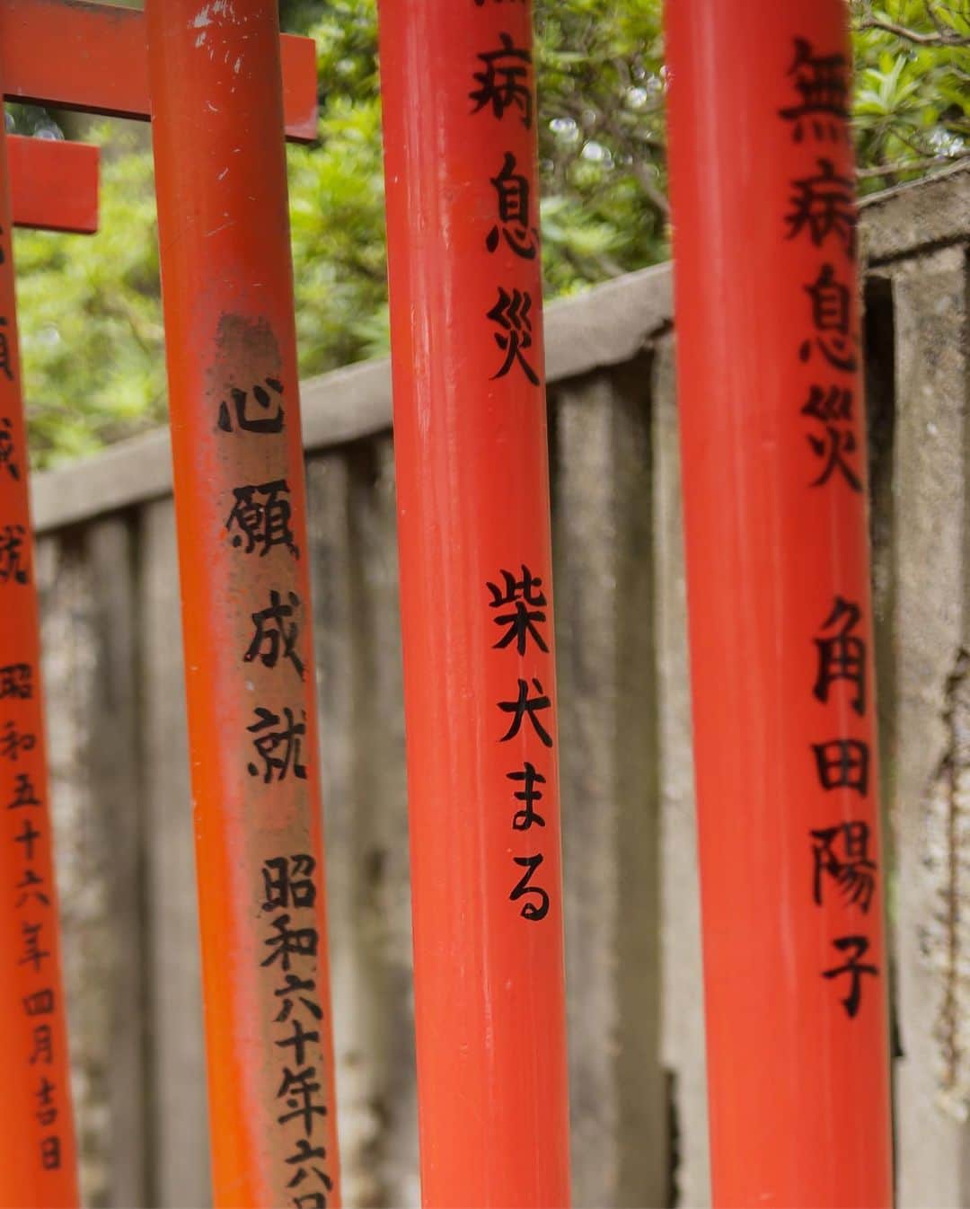 まる（まるたろう）さんのインスタグラム写真 - (まる（まるたろう）Instagram)「Nezu shine is located in Nezu Tokyo. These Torii were devoted as a means of prayer for their wish. The names of devoters and the date of devotion are written on Trii. Torii are red becase red is believed to keep evils away.✨⛩⛩🐶⛩⛩✨東京に来たなら根津神社に来てよね！ #まるの鳥居があるんだから #無病息災 #みんな健康で長生きできますように🙏 #生きとし生けるもの #まるの鳥居を探してね #根津神社 #パワースポット」6月11日 19時40分 - marutaro