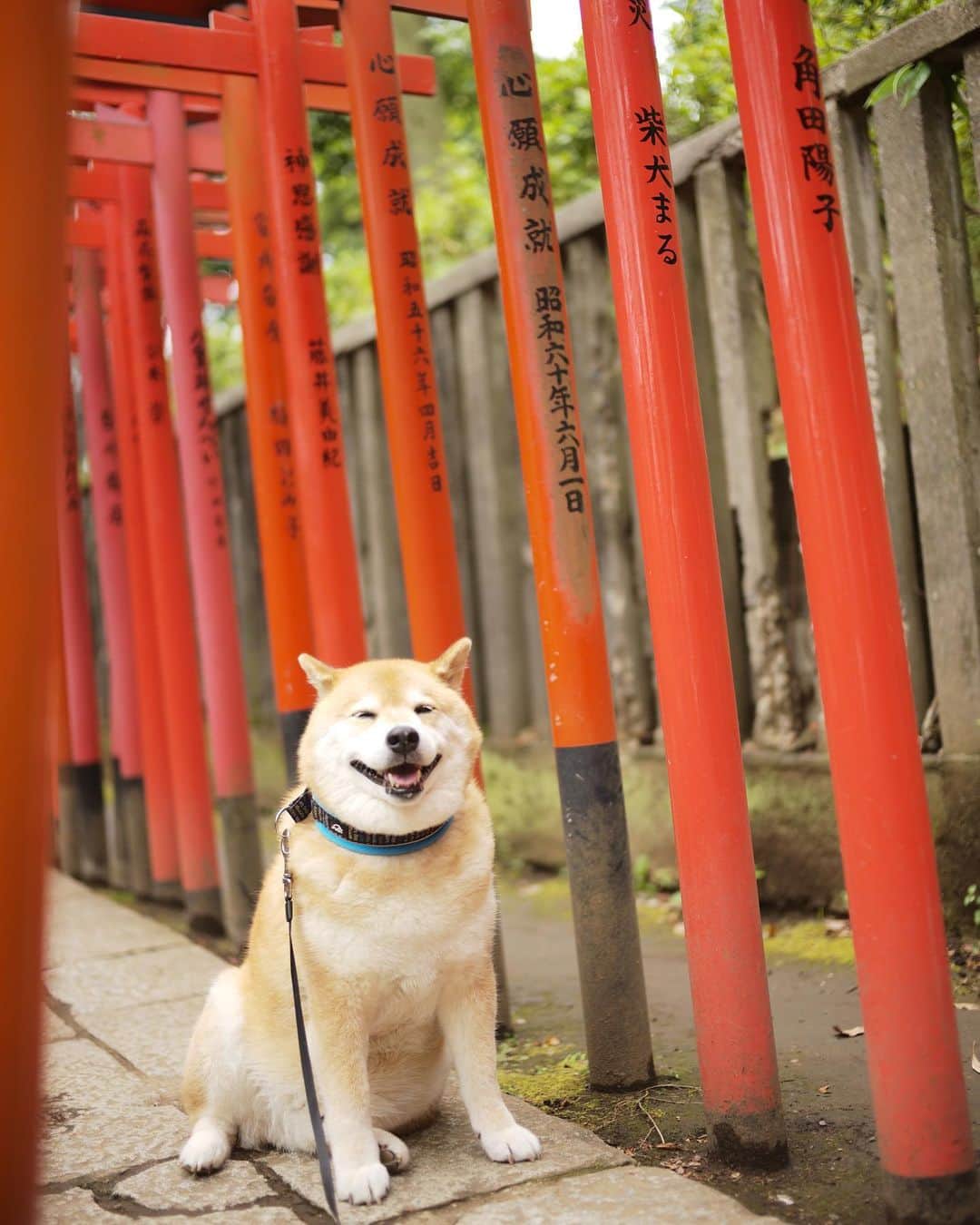 まる（まるたろう）さんのインスタグラム写真 - (まる（まるたろう）Instagram)「Nezu shine is located in Nezu Tokyo. These Torii were devoted as a means of prayer for their wish. The names of devoters and the date of devotion are written on Trii. Torii are red becase red is believed to keep evils away.✨⛩⛩🐶⛩⛩✨東京に来たなら根津神社に来てよね！ #まるの鳥居があるんだから #無病息災 #みんな健康で長生きできますように🙏 #生きとし生けるもの #まるの鳥居を探してね #根津神社 #パワースポット」6月11日 19時40分 - marutaro