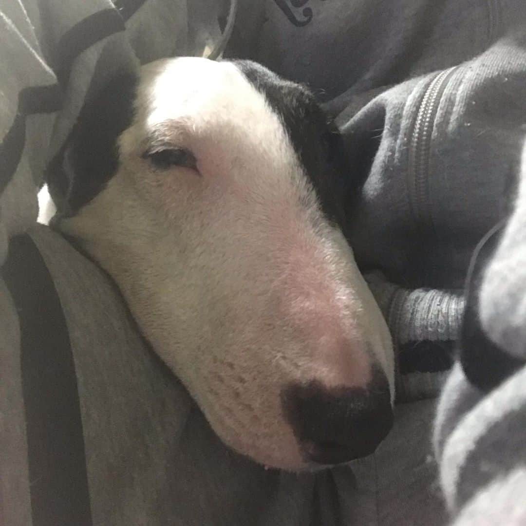 のインスタグラム：「#minituru#bull#terrier#minibullterrier#miniturubullterrier#dog#dogstagram#cute#qtaro#love#family#ミニチュア#ブルテリア#ミニチュアブルテリア#Q太郎」