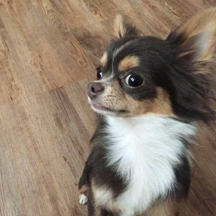 DogHuggyのインスタグラム