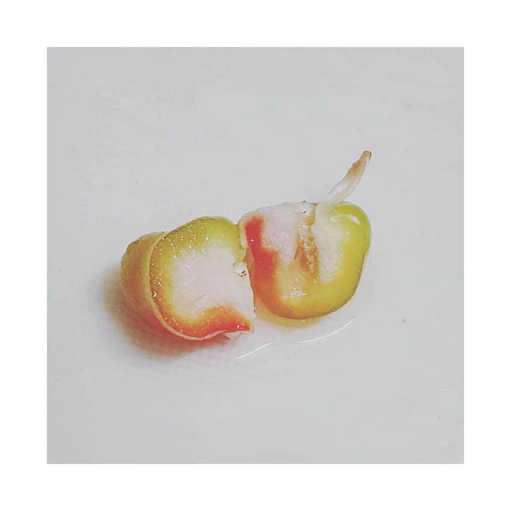 花村怜美さんのインスタグラム写真 - (花村怜美Instagram)「ピーマンを開けたら、中からピーマンが出てきました。 窮屈だったろうなぁ。笑 ・ ミニピーマン。 炒めて食べましたが、味も食感も、ちゃんとピーマンでした☆ #赤ピーマン #野菜 #珍しい #peppers #pimientos #red #vegetables #rare」6月11日 20時06分 - satomi_hanamura