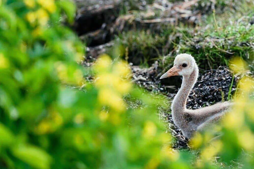 Hikaruのインスタグラム：「What baby are you? . . . #instagram#instagramjapan#igersjp #東京カメラ部#tokyocameraclub #natgeo#yourshotphotographer#sony #bealpha #sonyalpha #pashadelic #naturephotography #naturegeography #タンチョウに会いたい #タンチョウ #lovers_nippon #photogrena_nature #photo_shorttrip#japan #visitjapanjp#hokkaido#写真好きな人と繋がりたい」