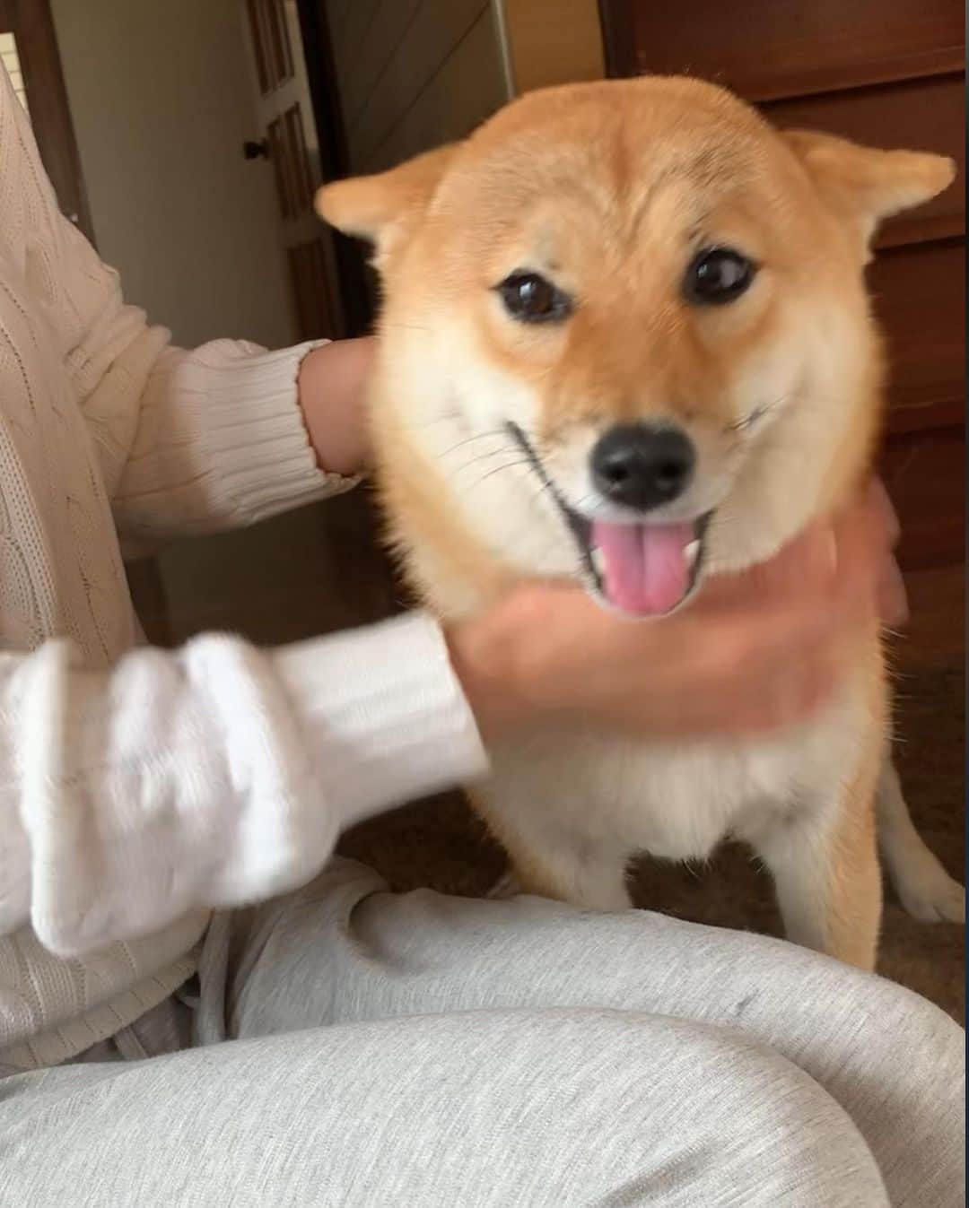 shibainu berryさんのインスタグラム写真 - (shibainu berryInstagram)「eyebrows🦊😂 ストーリーにちょいちょい載せてたんやけど最近むくみんの眉毛がカモメ化🐧 カモメ眉シリーズ集めてみました( ･ิω･ิ) #両津勘吉 #こち亀 #❤️迷子犬の掲示板応援団 @maigo_dog  #❤️迷子犬の掲示板四国応援 @maigo_dog_shikoku #めざせ迷子犬ゼロ👌 #柴犬 #べりやん #べりむく #多頭飼い #berry #shiba #shibainu  #shibainumania#ぷにっと部 #口角キュキュッと部  #チーム俺様 →部員絶賛募集中 #shiba_snap #proudshibas #west_dog_japan #サンデイ #instagramjapan #ふわもこ部 #pecoいぬ部 #pecotv #buzzfeedanimals #dogsofinstagram #dogsofinstaworld #dogs_of_instagram #9gag」6月11日 20時51分 - shibainu.berry