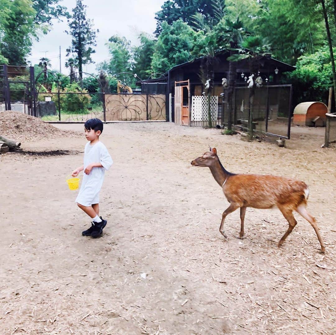 西山美希子さんのインスタグラム写真 - (西山美希子Instagram)「わたしと息子は、牧場とかに動物に囲まれて暮らしていたら、もっと輝いていた気がするw！けど、このあとこのラマに背後から飛び蹴りされてめちゃビビった😱」6月11日 21時05分 - mariaclove