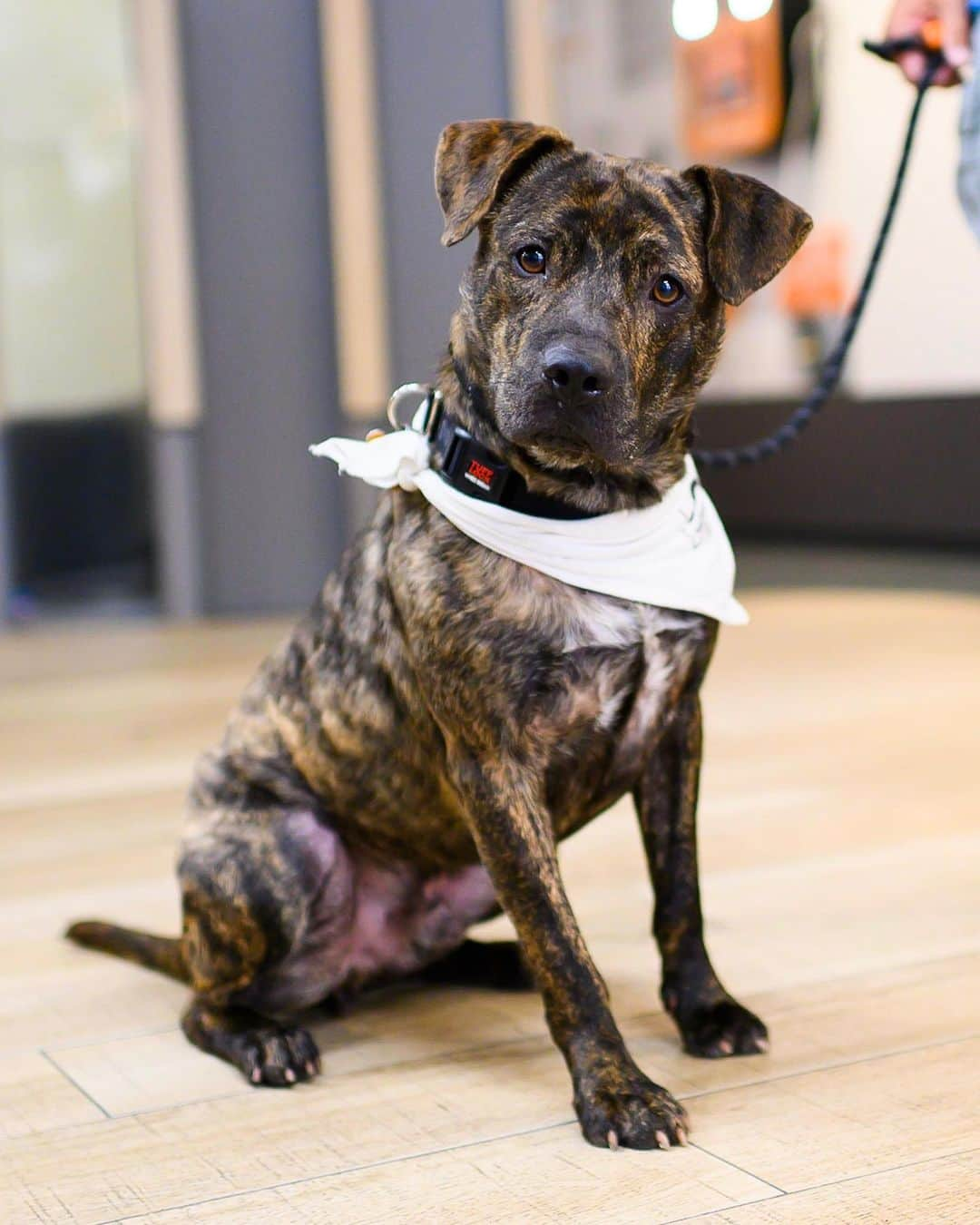 The Dogistさんのインスタグラム写真 - (The DogistInstagram)「ADOPTABLE: Cannoli, Pit Bull mix (2 y/o), via @bfas_ny, NY • “This brindle boy is treat motivated and eager to explore his surroundings.”」6月12日 2時37分 - thedogist