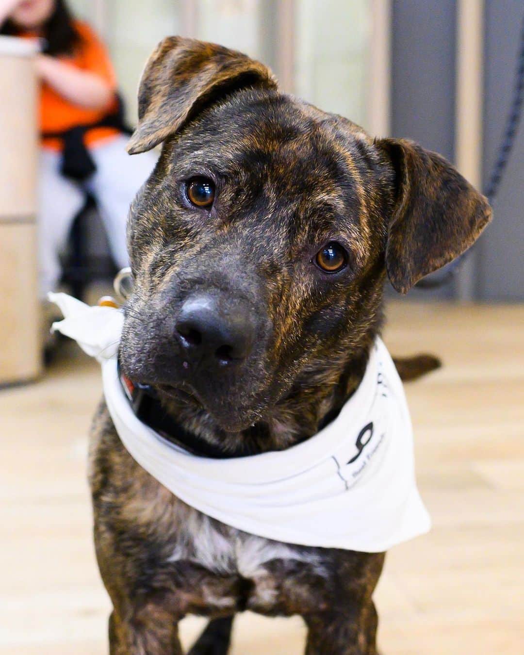 The Dogistさんのインスタグラム写真 - (The DogistInstagram)「ADOPTABLE: Cannoli, Pit Bull mix (2 y/o), via @bfas_ny, NY • “This brindle boy is treat motivated and eager to explore his surroundings.”」6月12日 2時37分 - thedogist