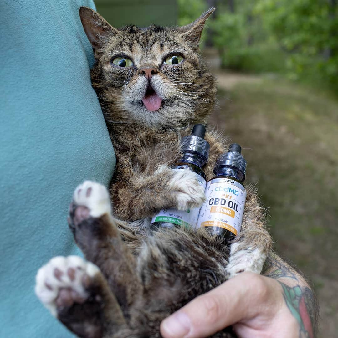 Lil BUBさんのインスタグラム写真 - (Lil BUBInstagram)「You can't pry BUB's cbdMD CBD Oil from her paws. It's helped her tremendously with managing pain from her bone condition. Try it for your pets or yourself at the link in BUB's bio and get 20% your first order with code BUB.」6月12日 2時34分 - iamlilbub