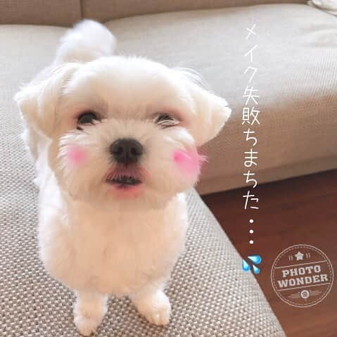 マルチーズ兄妹♡おかゆとおもちさんのインスタグラム写真 - (マルチーズ兄妹♡おかゆとおもちInstagram)「...🐶💄💋 . . 見ないでくだちゃい🙈💦 .  by  もっち . . もっちゃん、大丈夫やで〜💕 ママよりキレイや✨☺️ .  by  おかゆ . . 😆🤣🤣💦 . . . . . #maltese #malteseofinstagram #happydog #dogsmile #doglove #doglover #dogstagram #instadog #lovedogs #ilovemydog #cutedog #dogoftheday #instapet #말티즈 #fluffypack . #okayusan #マルチーズ #犬バカ部 #犬の生活が第一  #いぬら部 #わんこなしでは生きていけません会 #犬のいる暮らし #エブリドッグ  #いぬドル #いぬすたぐらむ #マルチーズ兄妹 #めいくあっぷ」6月11日 21時06分 - okayusan20150421